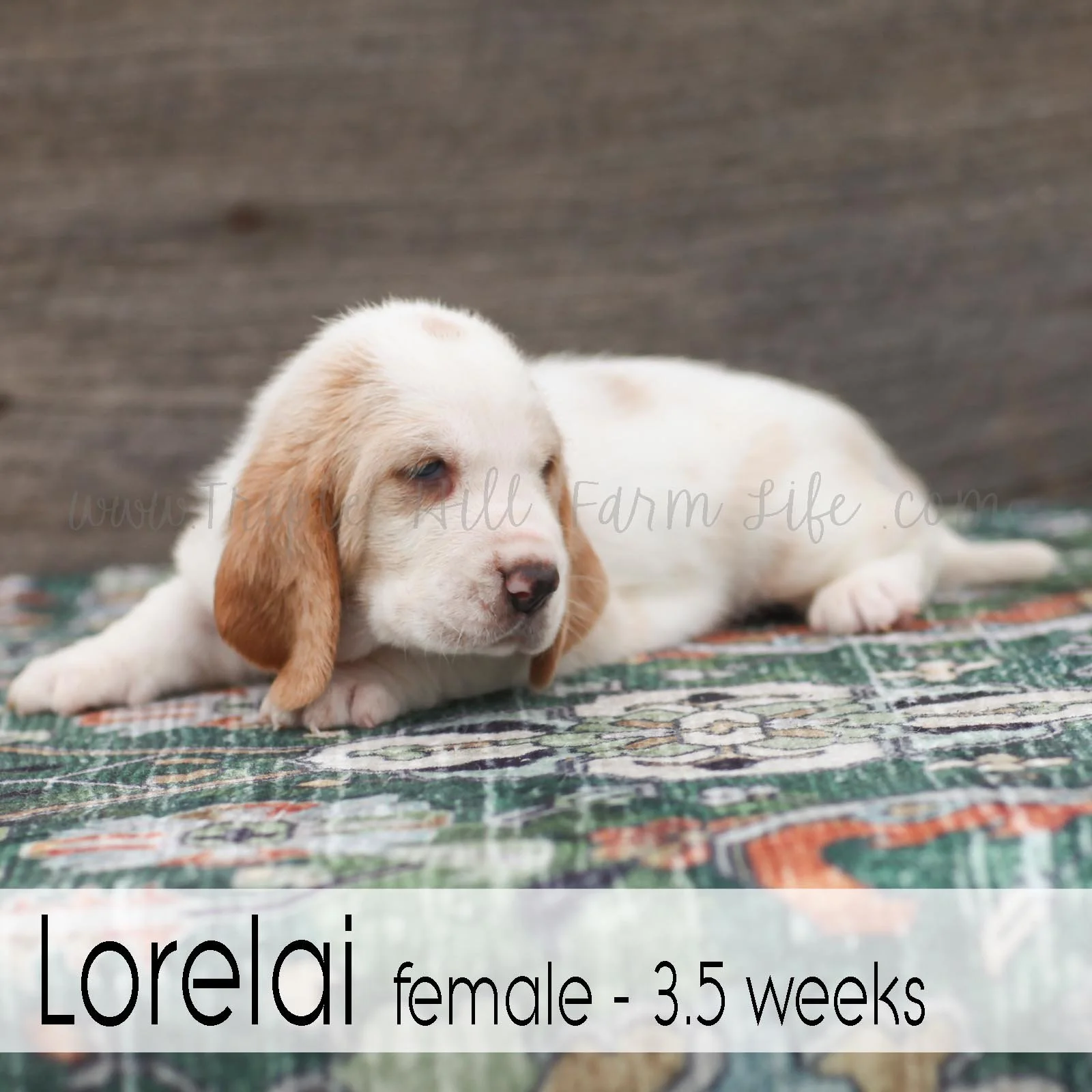 Lorelai 6.jpg