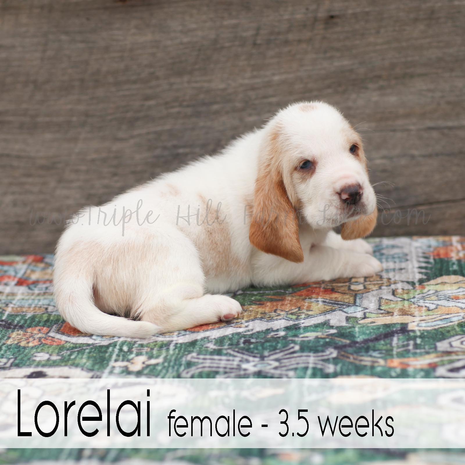 Lorelai 7.jpg