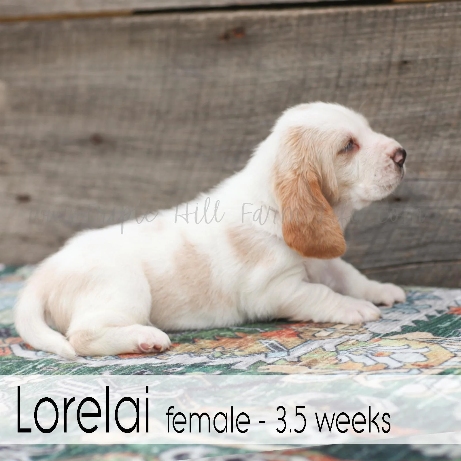 Lorelai 8.jpg