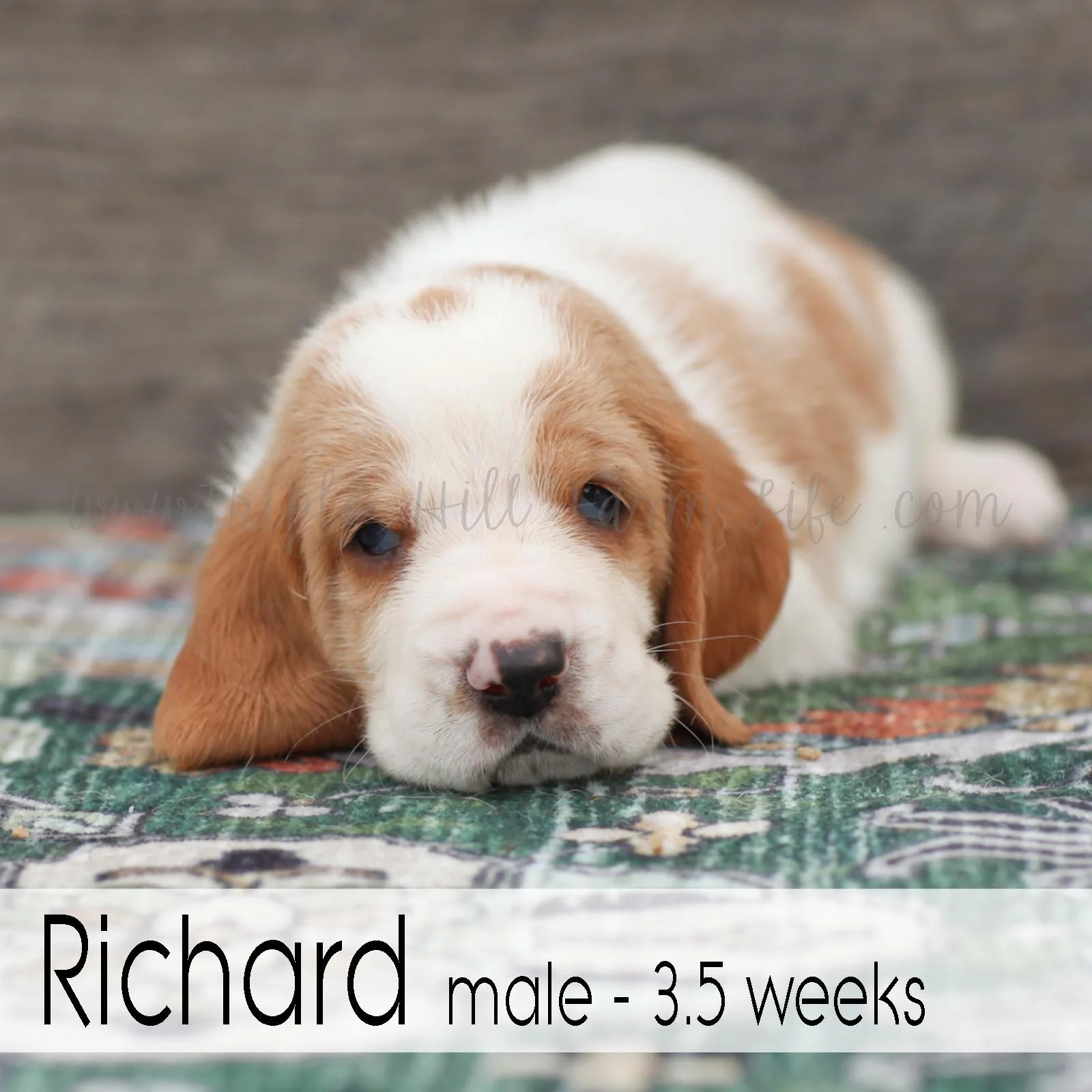 Richard 2.jpg