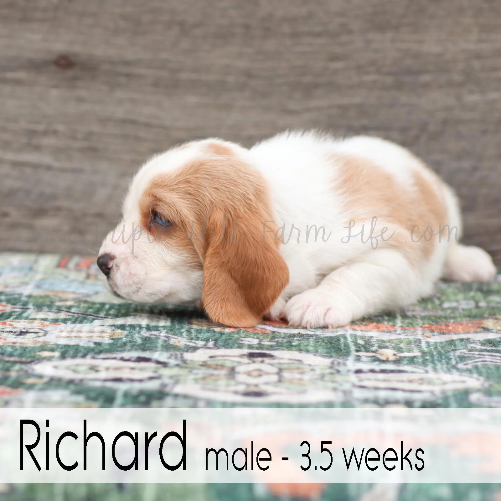 Richard 1.jpg