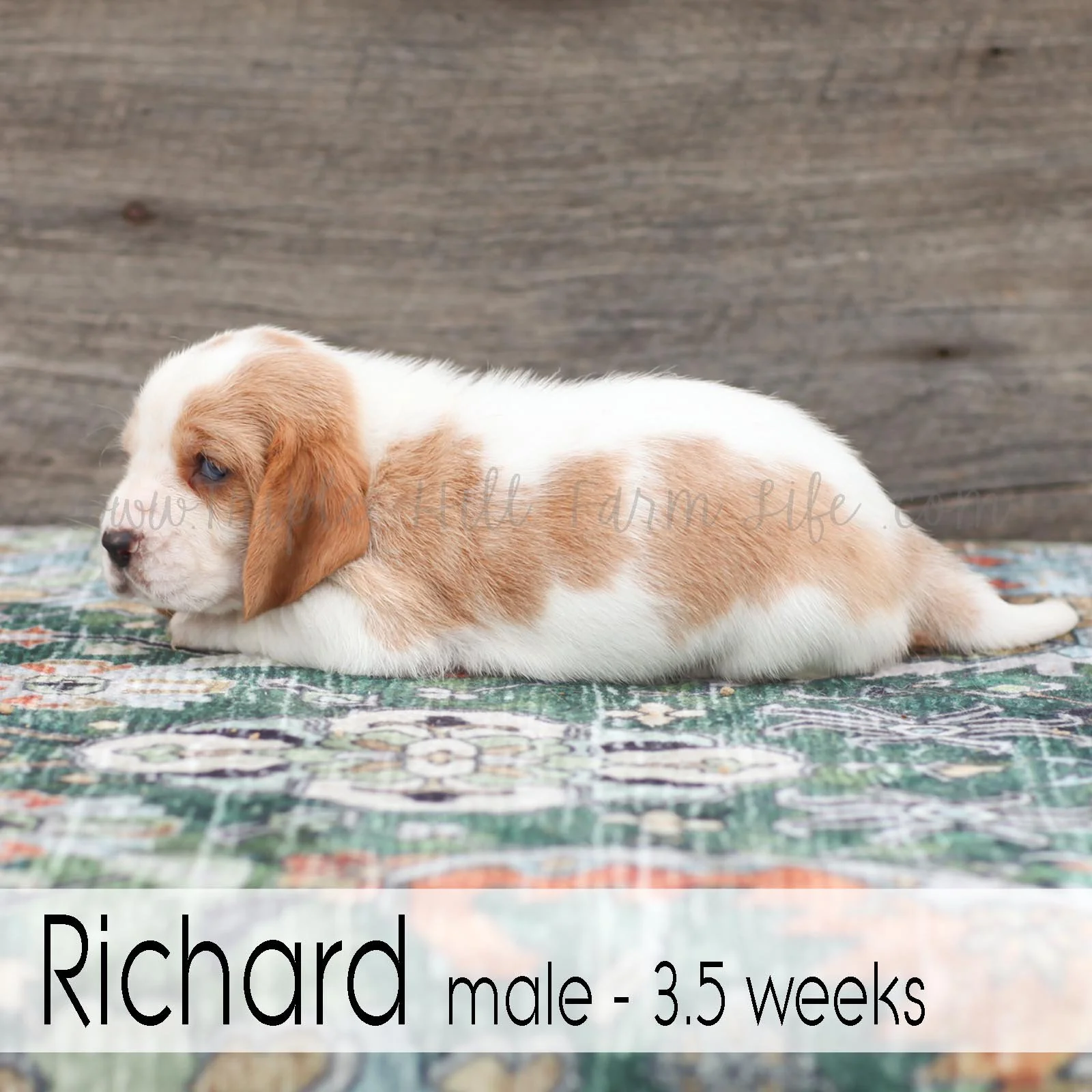 Richard 3.jpg