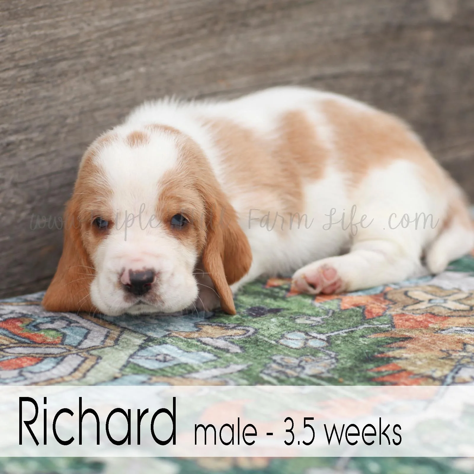 Richard 4.jpg