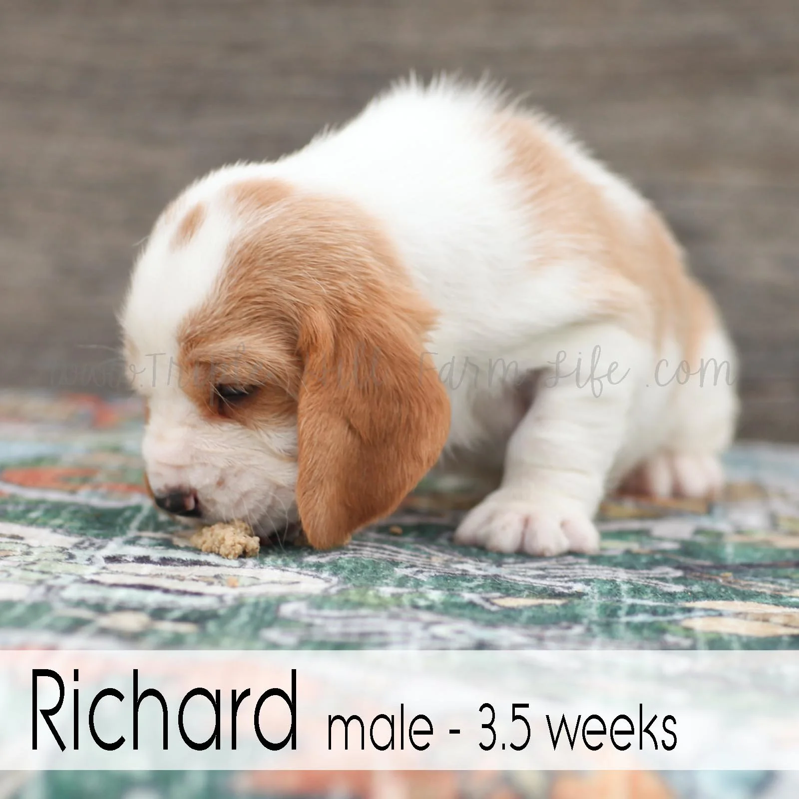 Richard 5.jpg