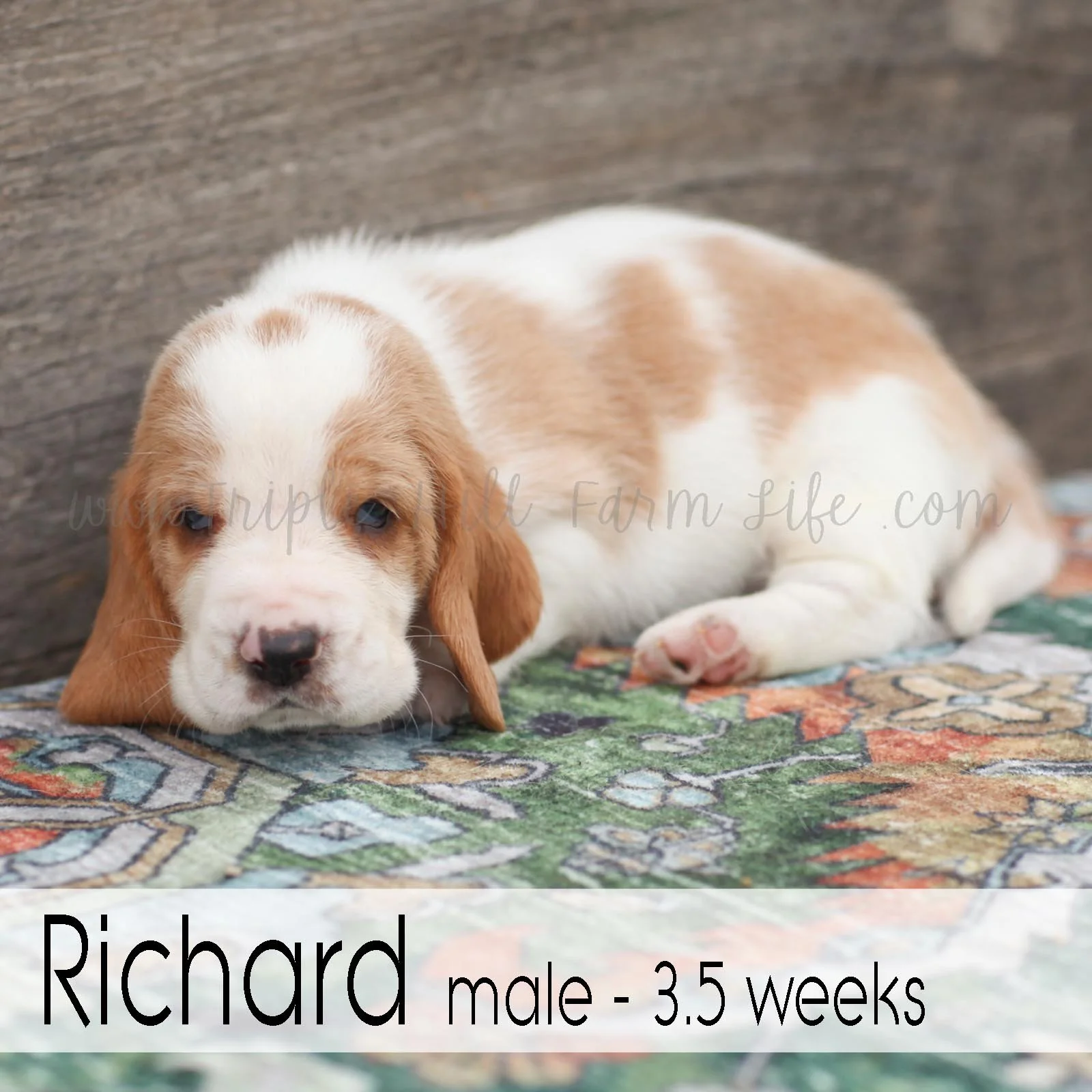 Richard 6.jpg