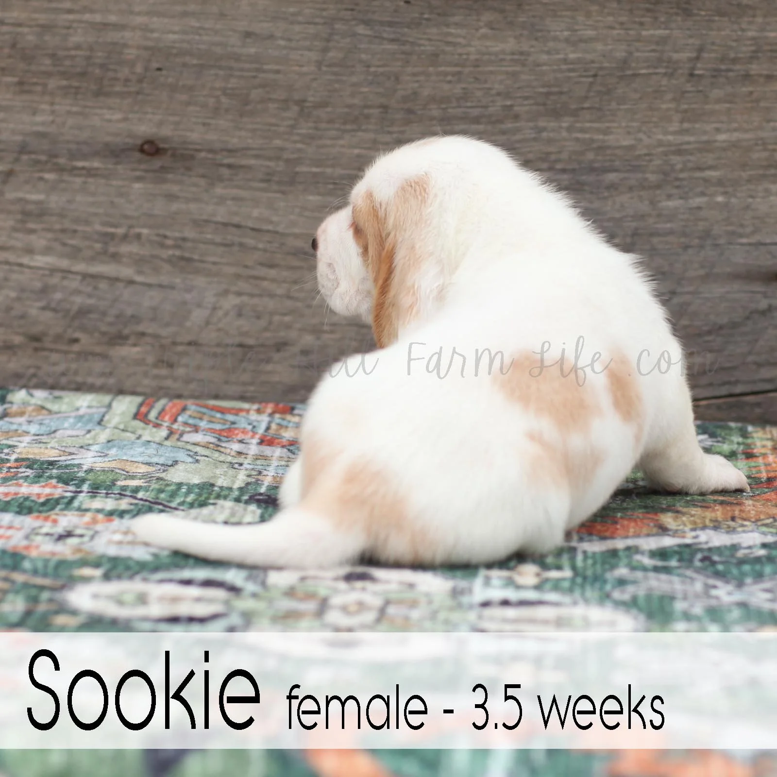 Sookie 1.jpg