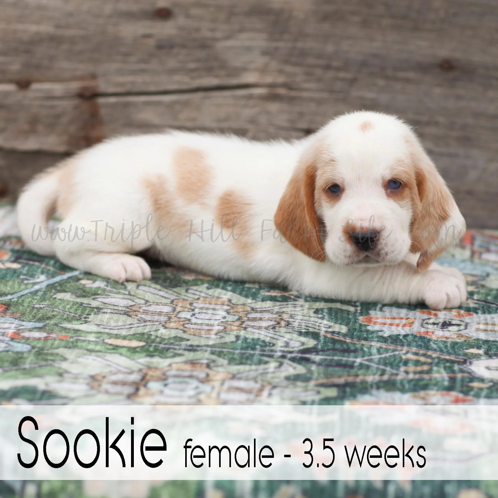Sookie 2.jpg