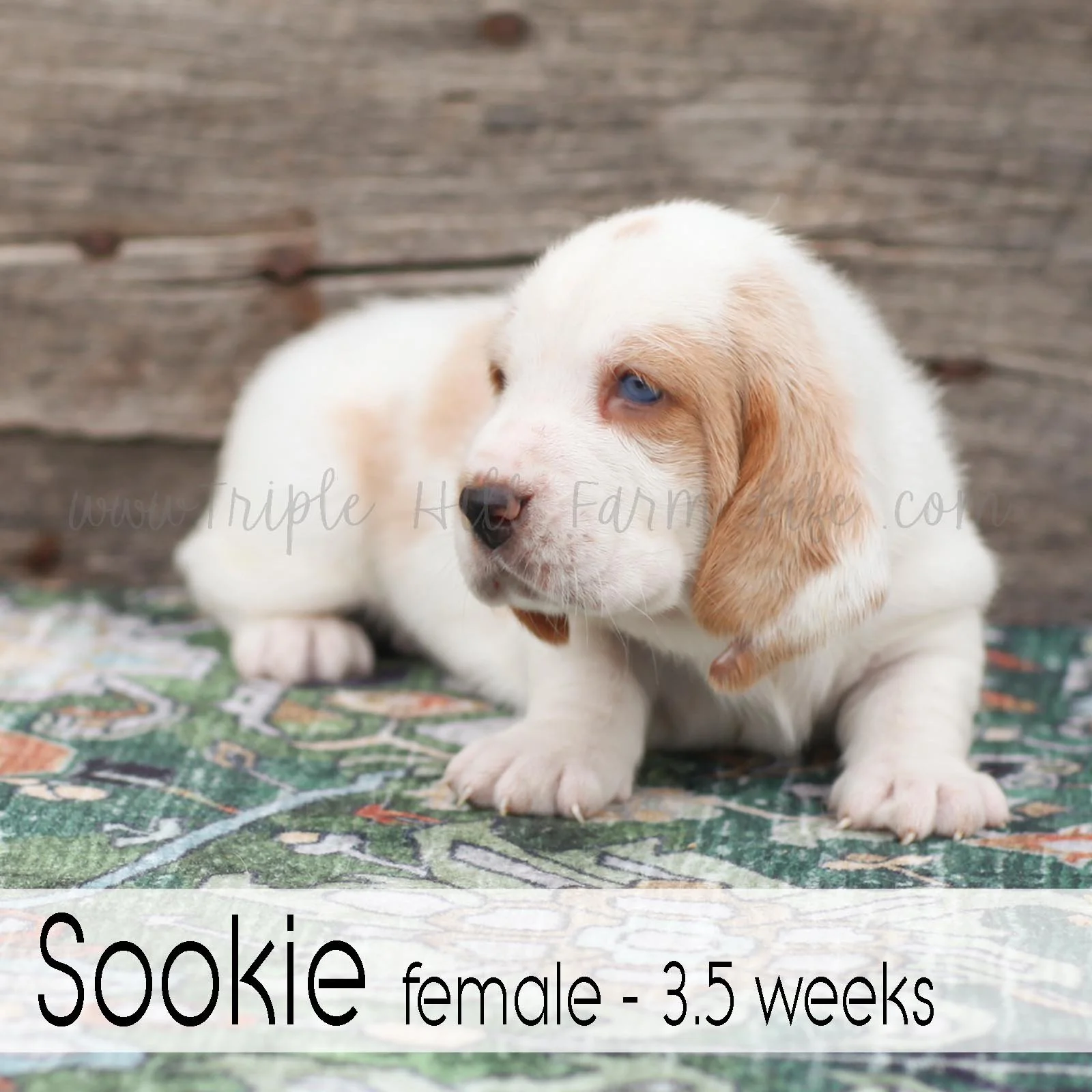 Sookie 3.jpg