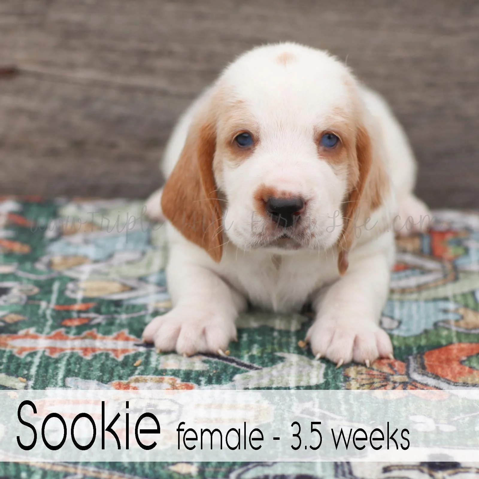 Sookie 4.jpg