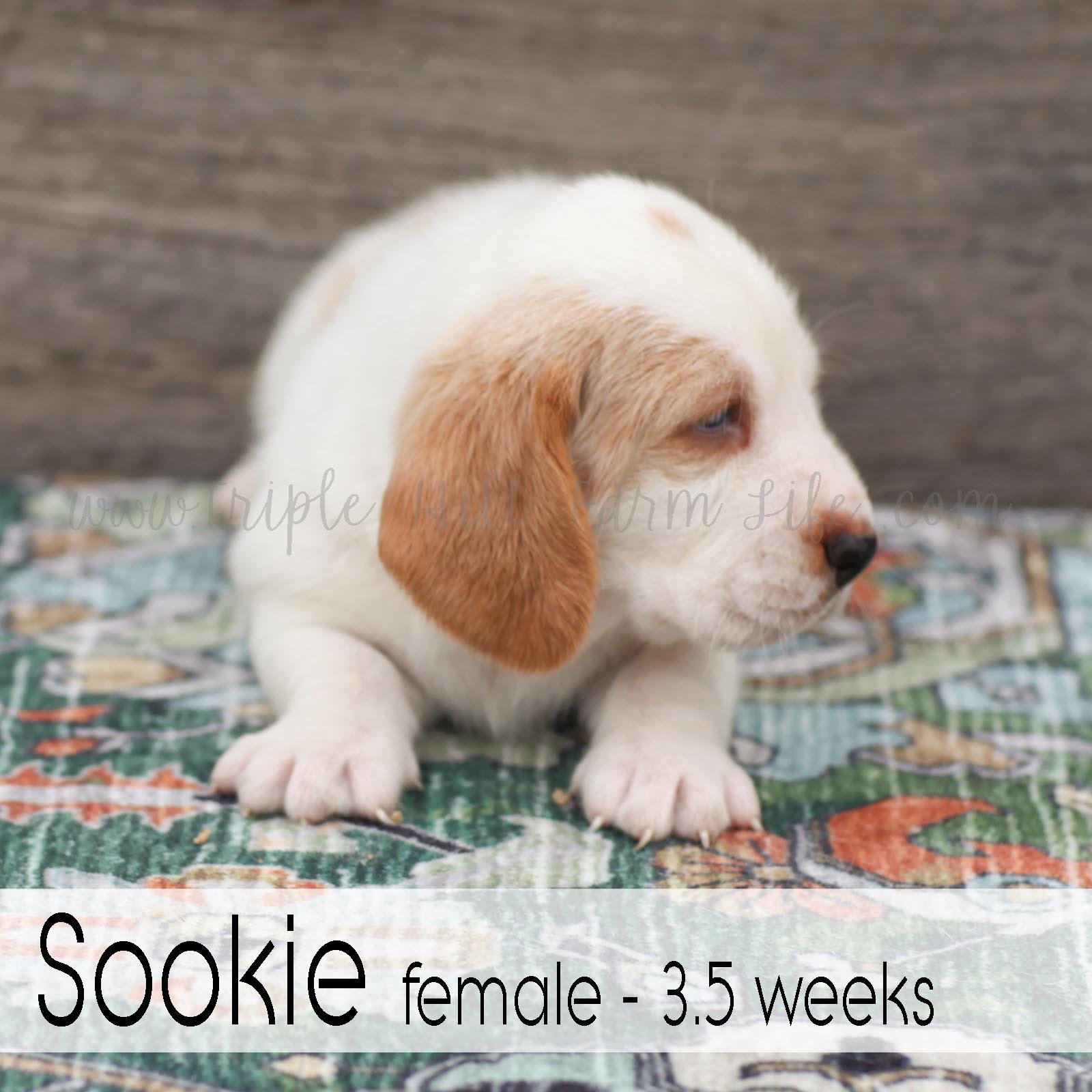 Sookie 5.jpg