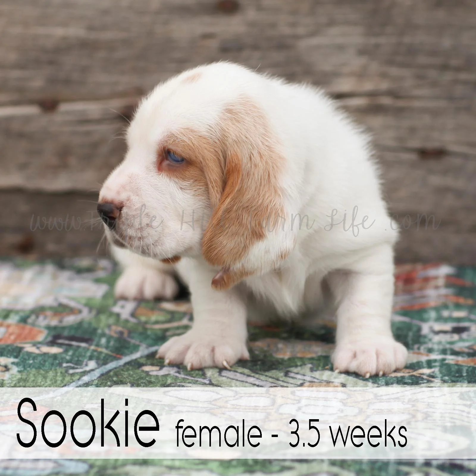 Sookie 6.jpg