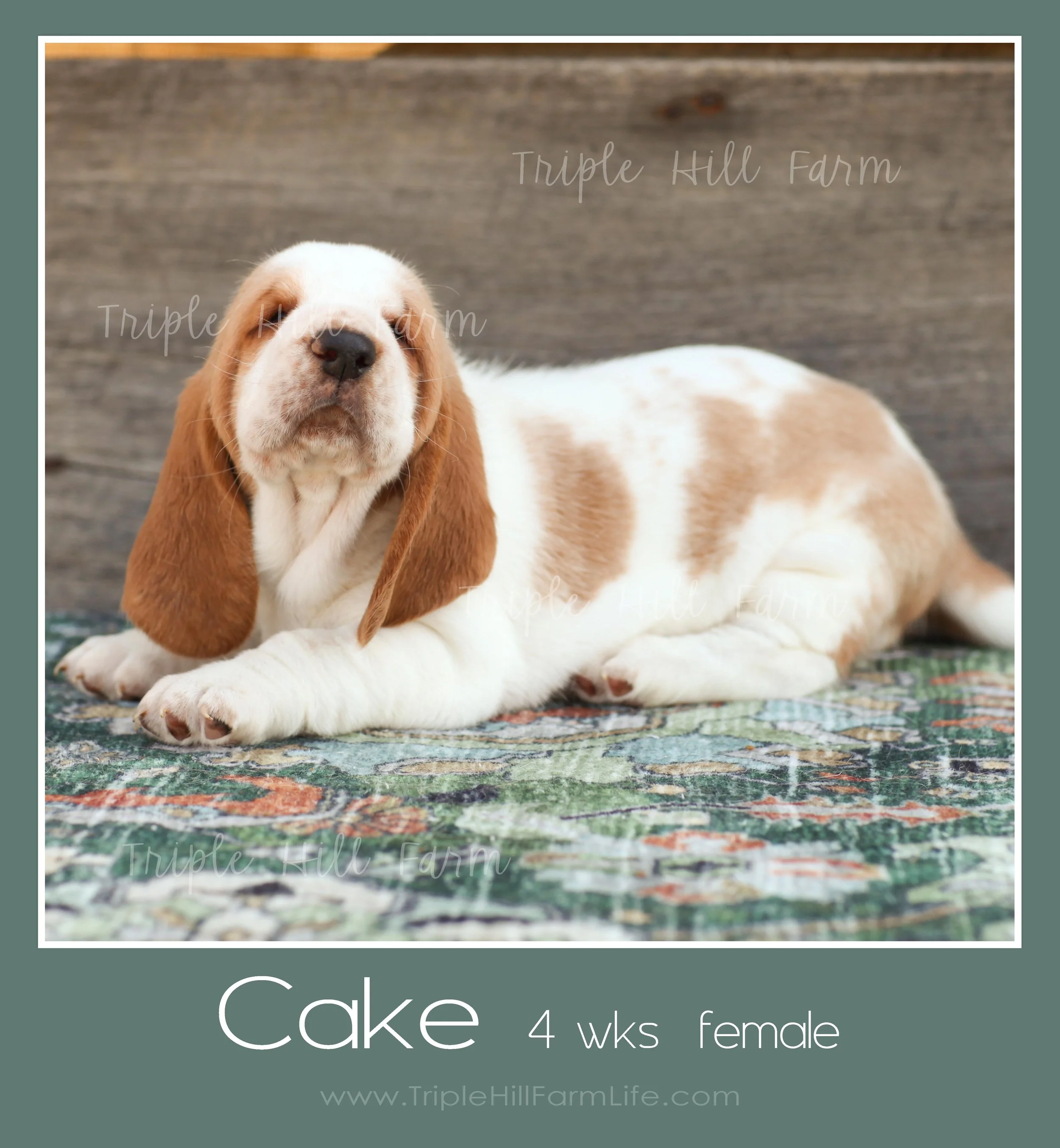 cake 2.jpg