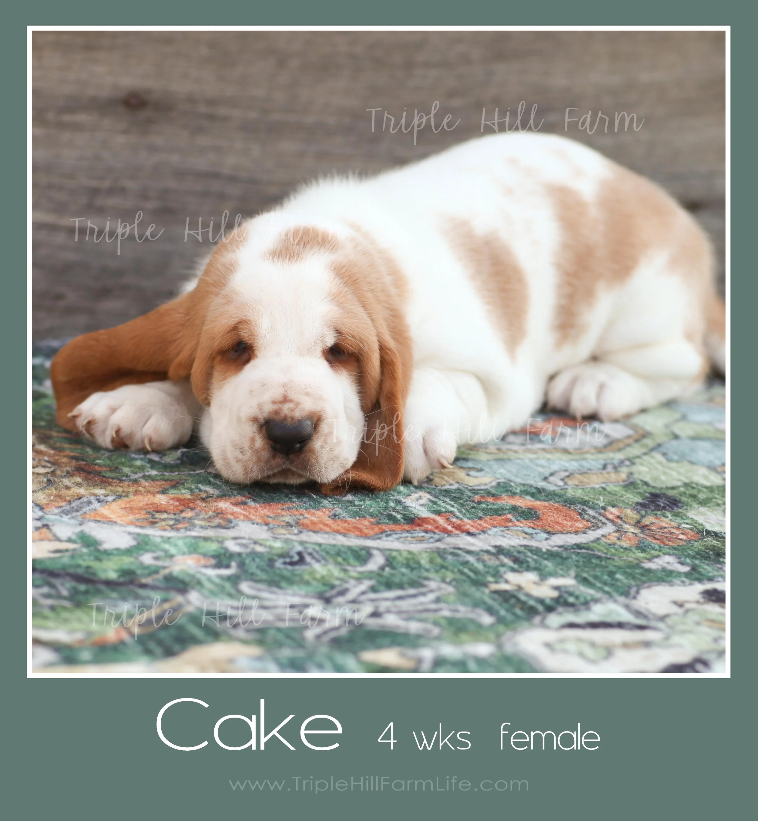 cake 1.jpg