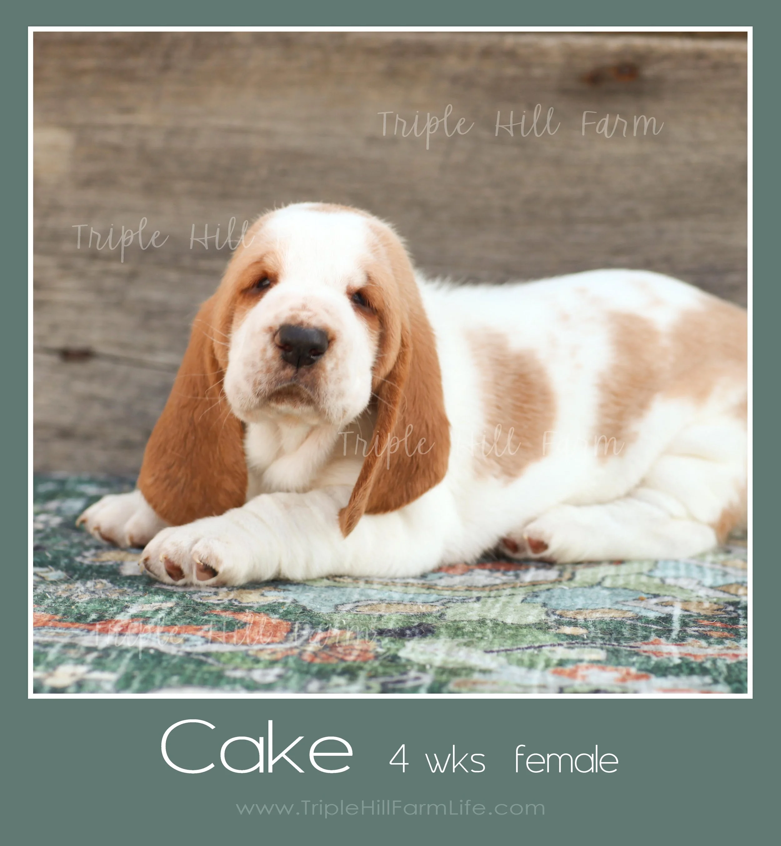 cake 3.jpg