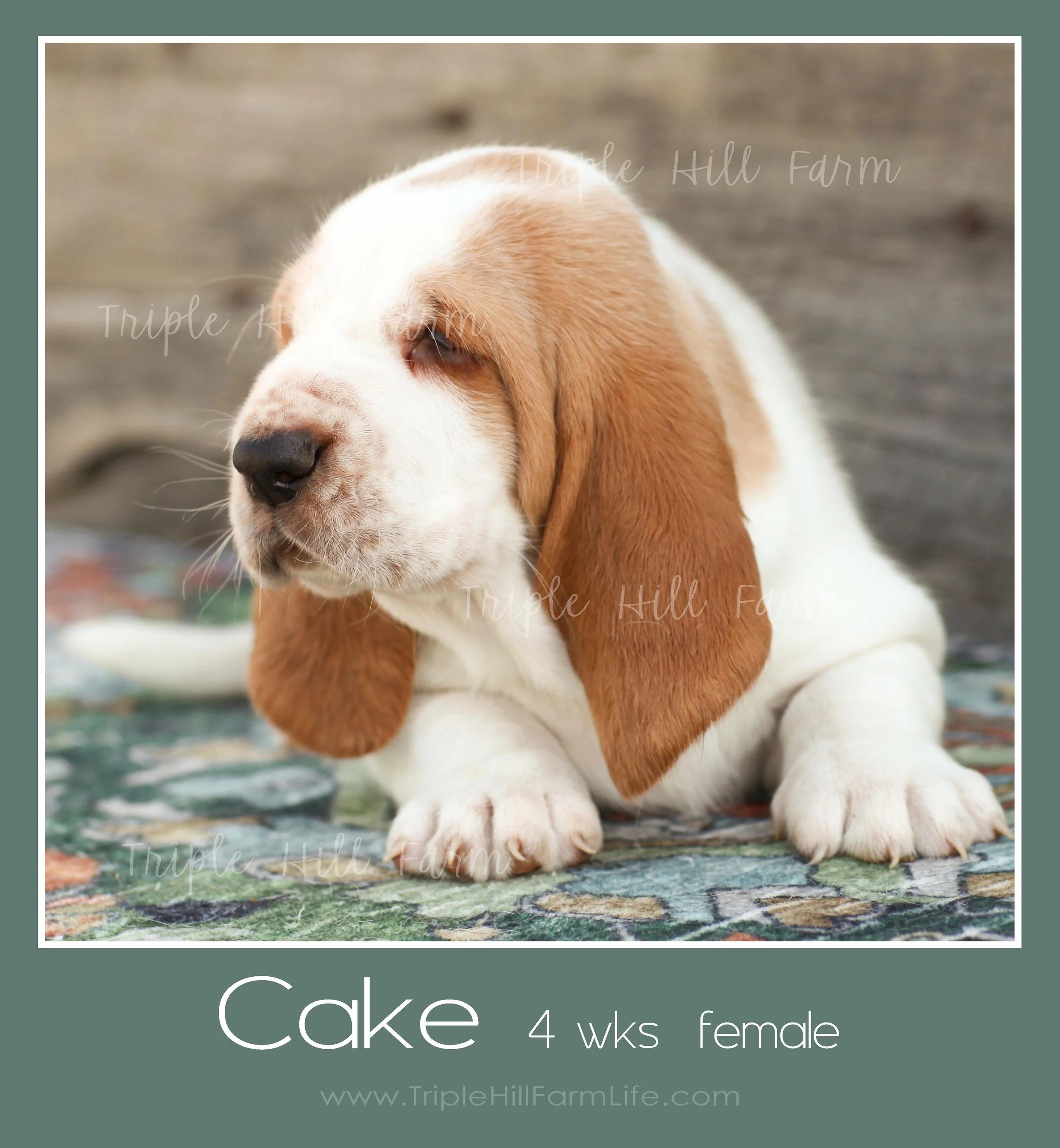 cake 4.jpg
