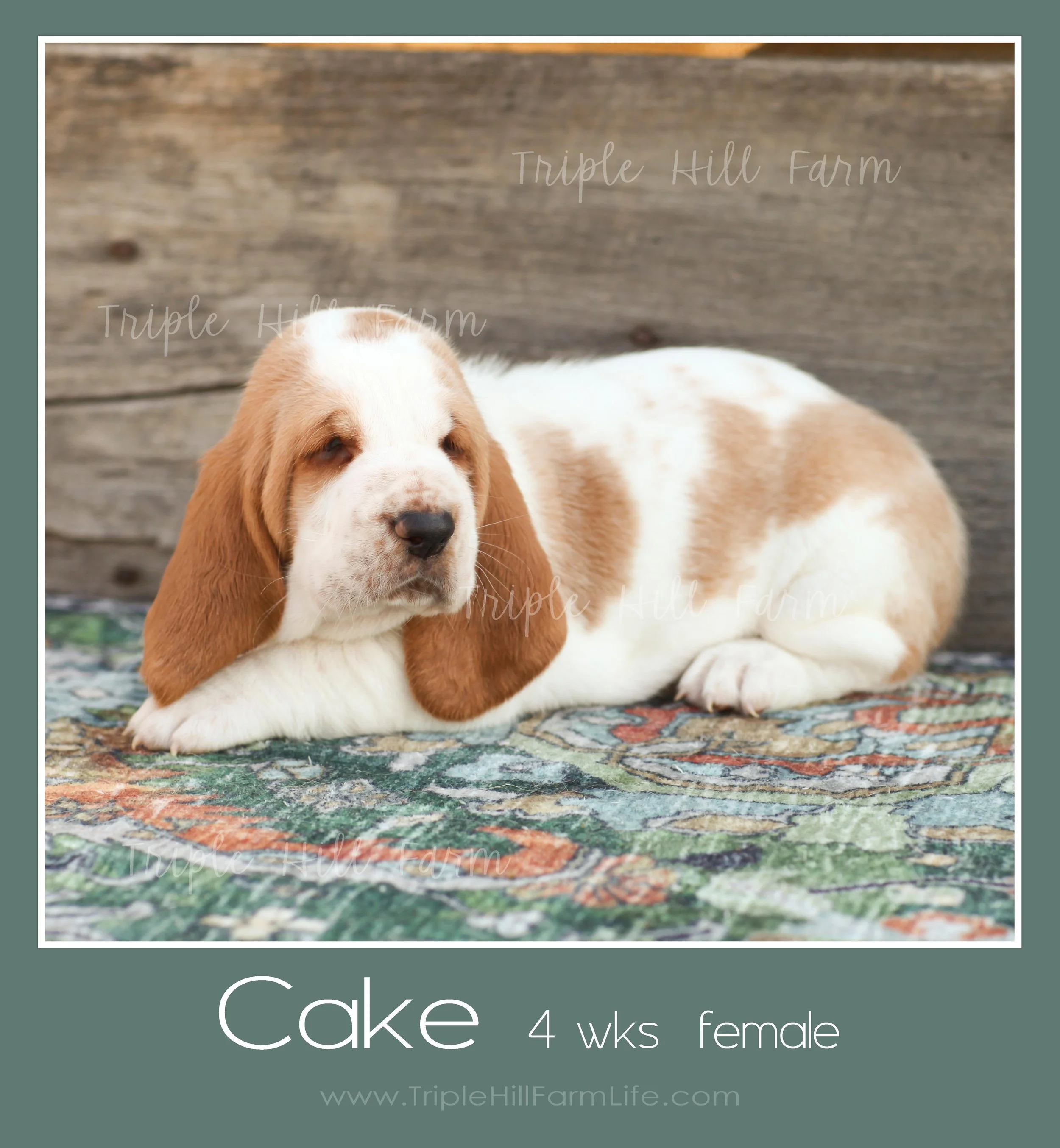 cake 6.jpg