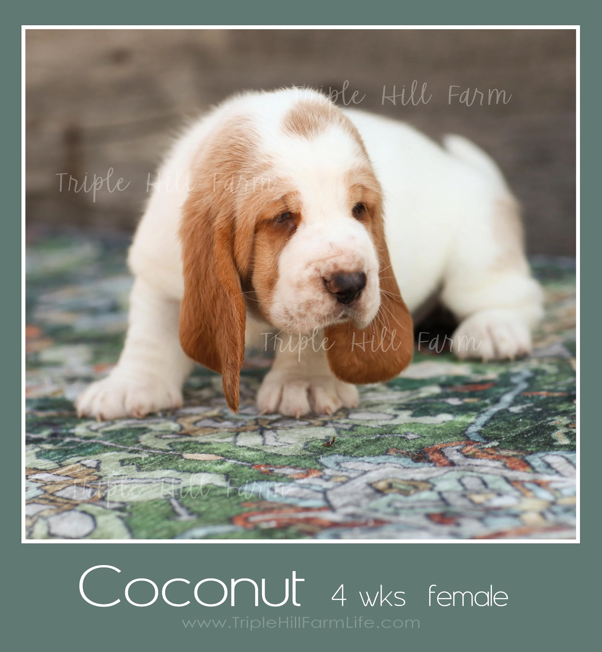 coconut 2.jpg
