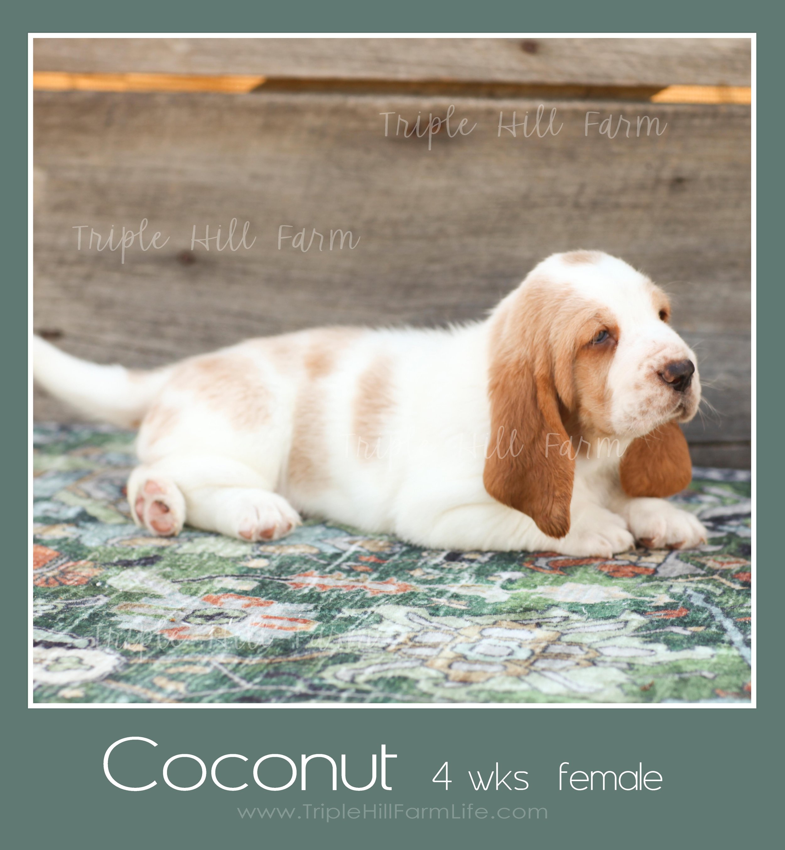 coconut 3.jpg
