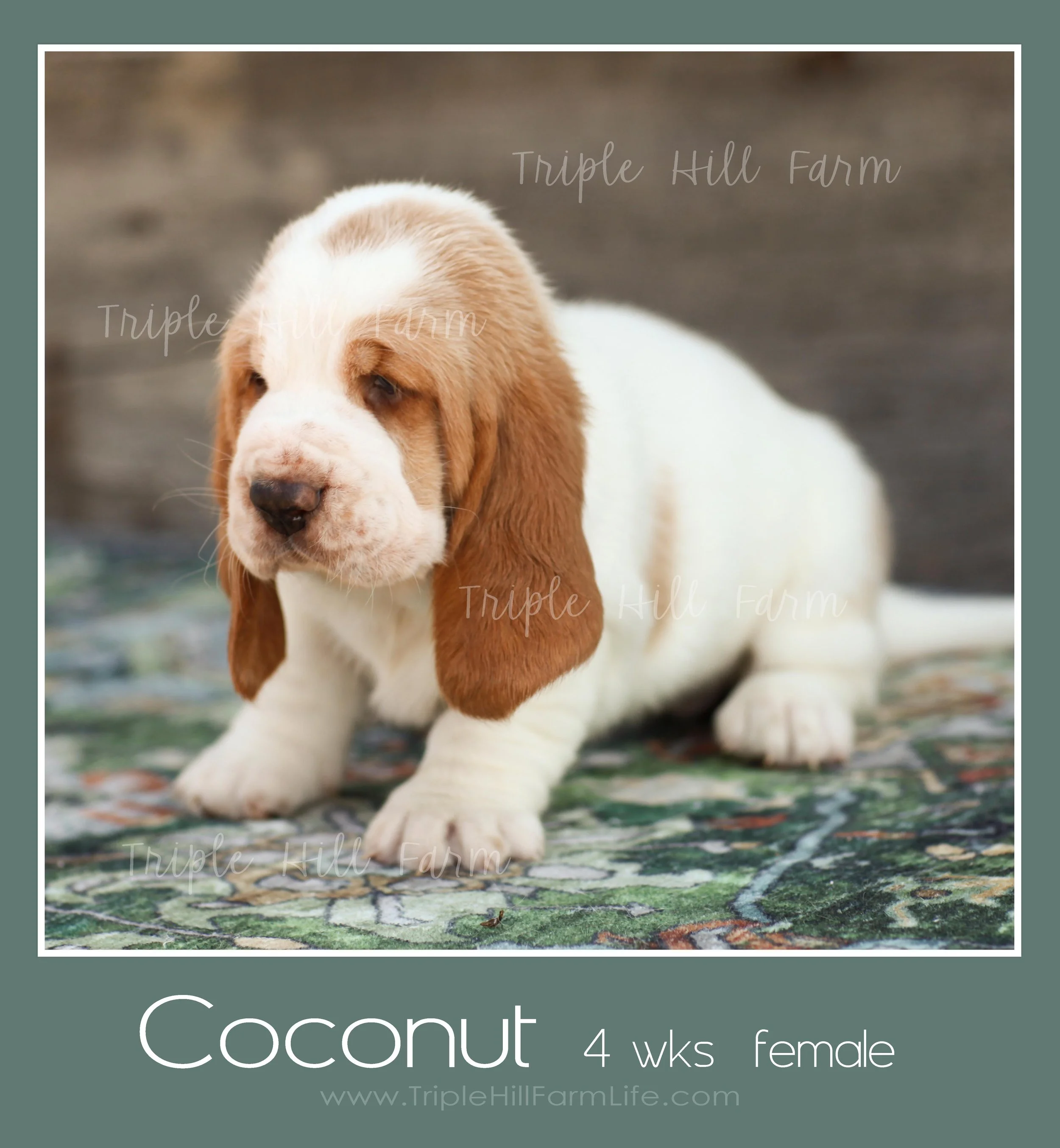 coconut 4.jpg
