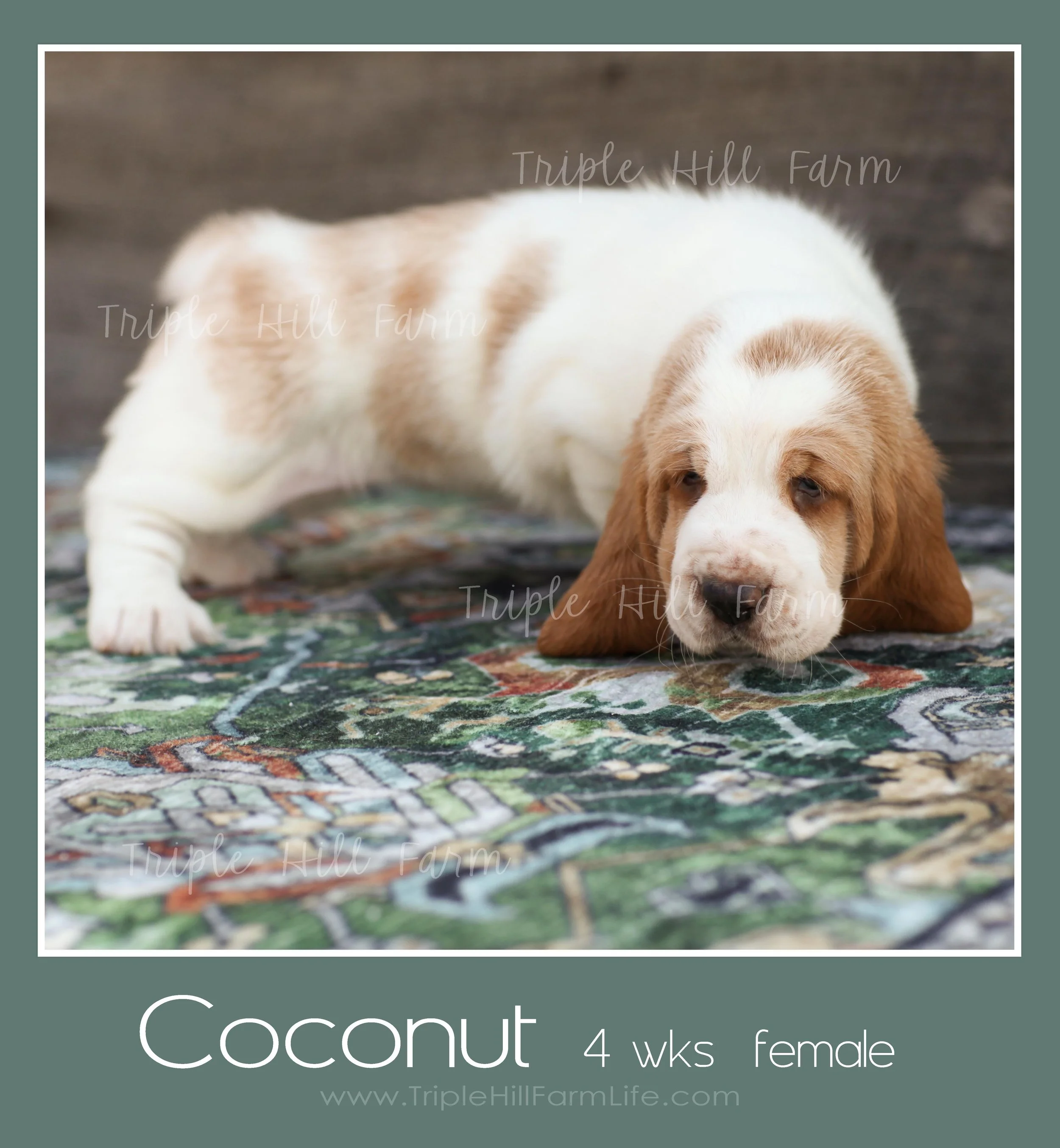 coconut 5.jpg
