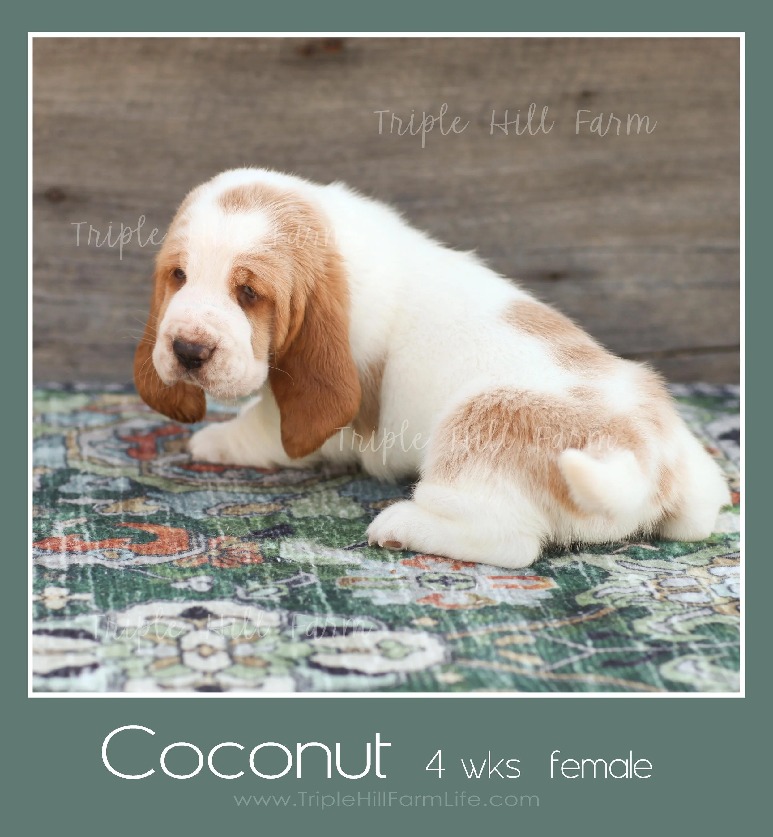 coconut 6.jpg