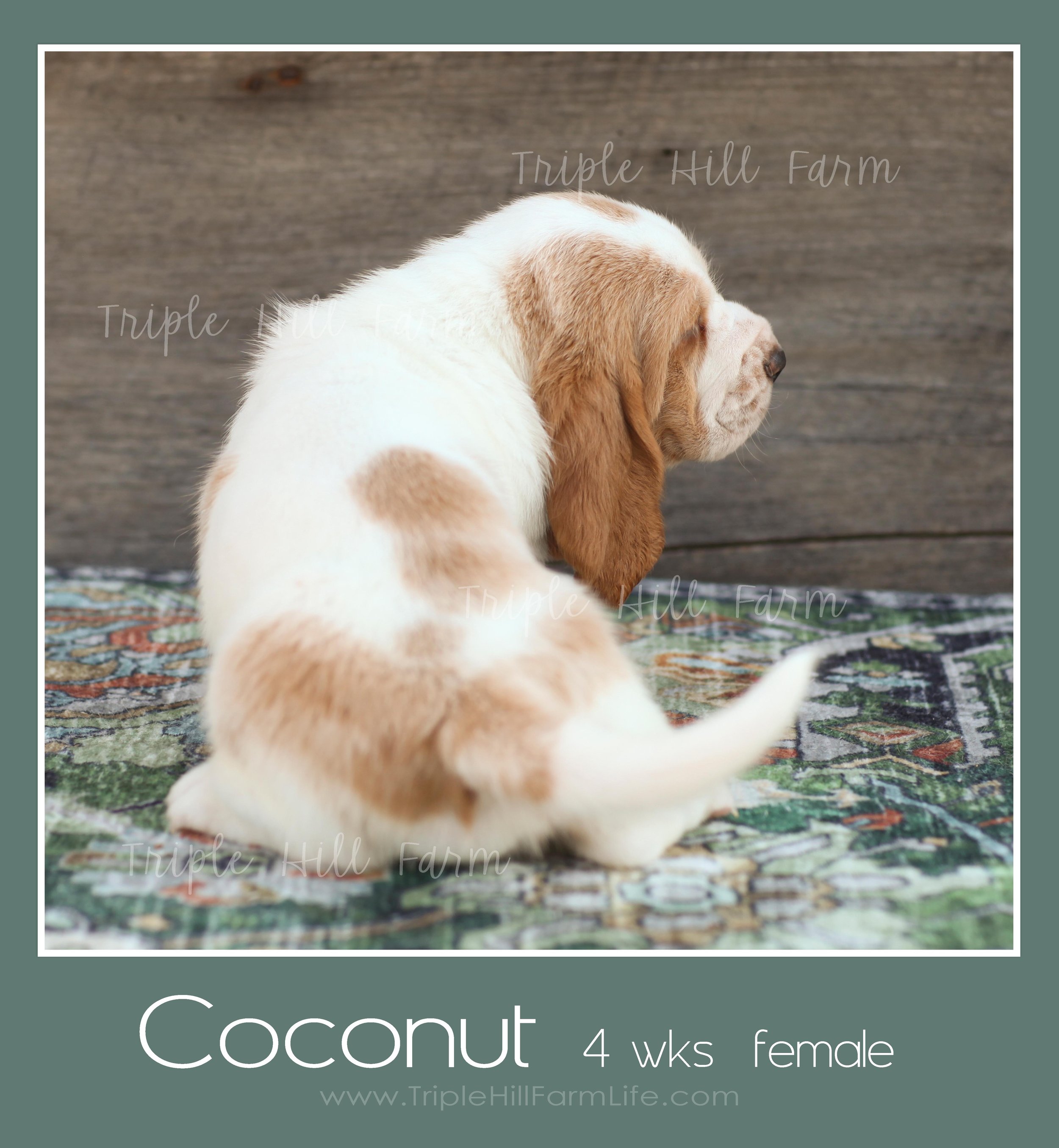 coconut 7.jpg
