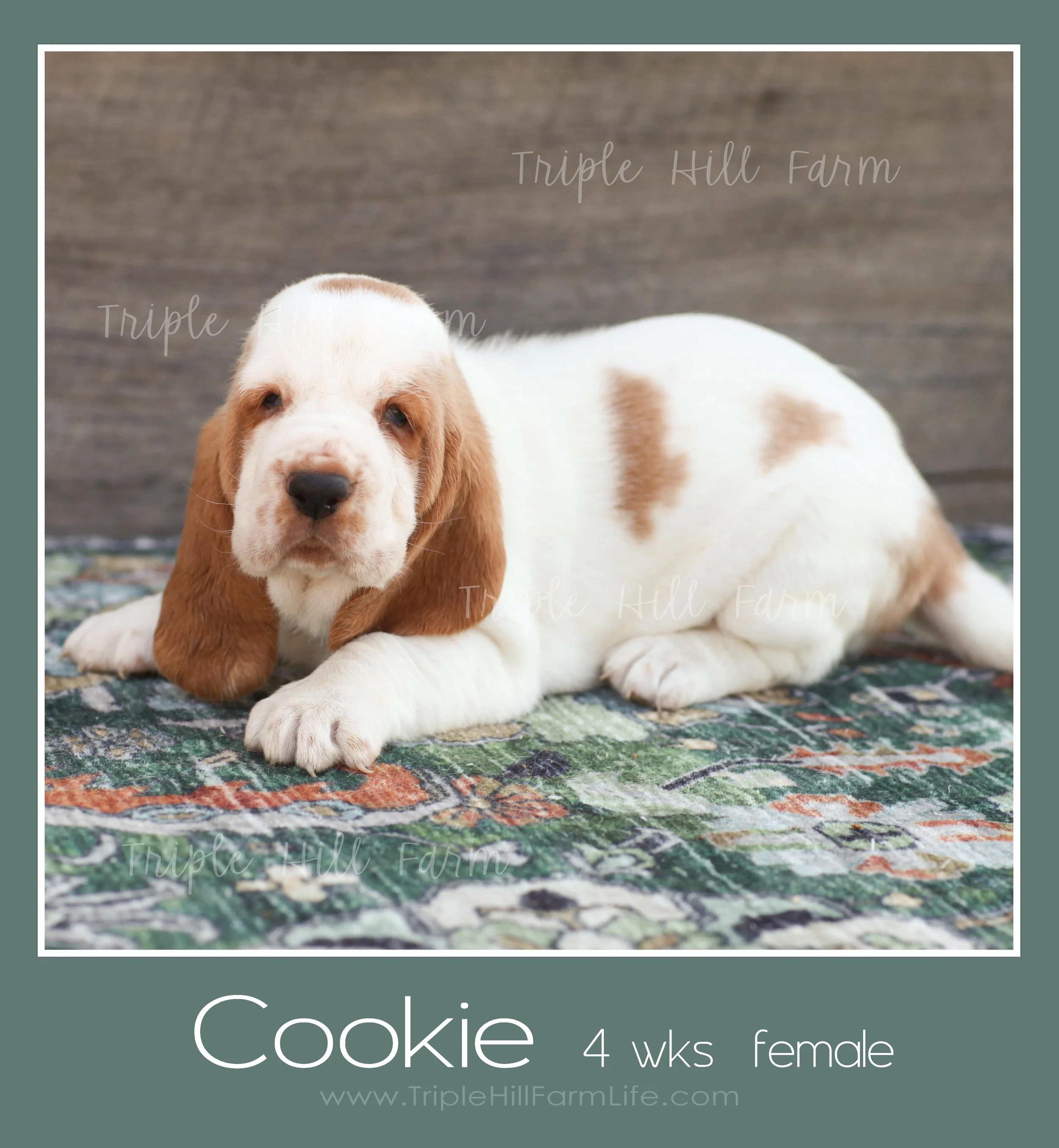 cookie 1.jpg