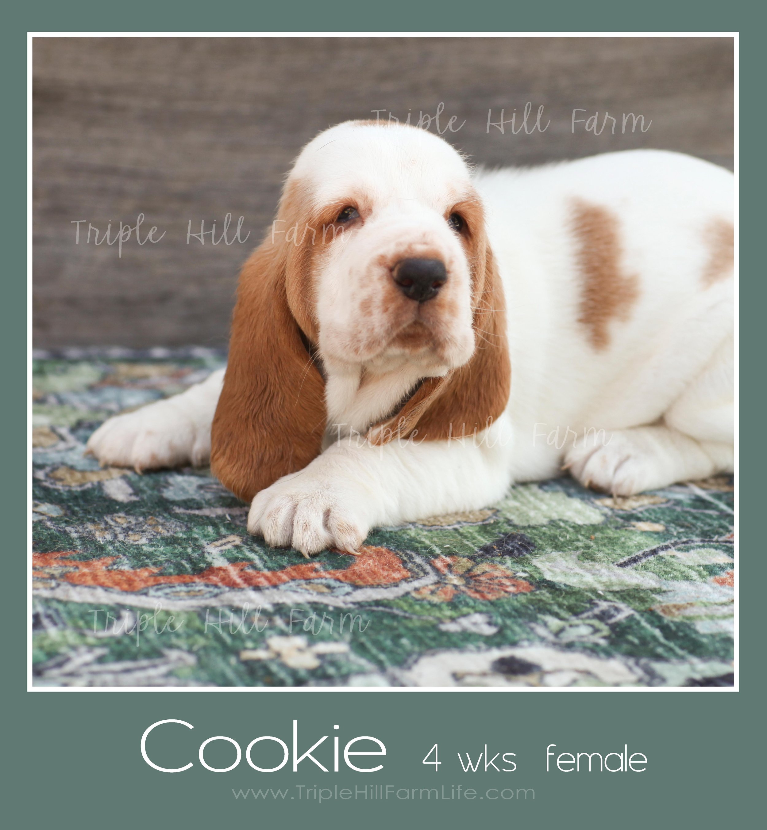 cookie 2.jpg