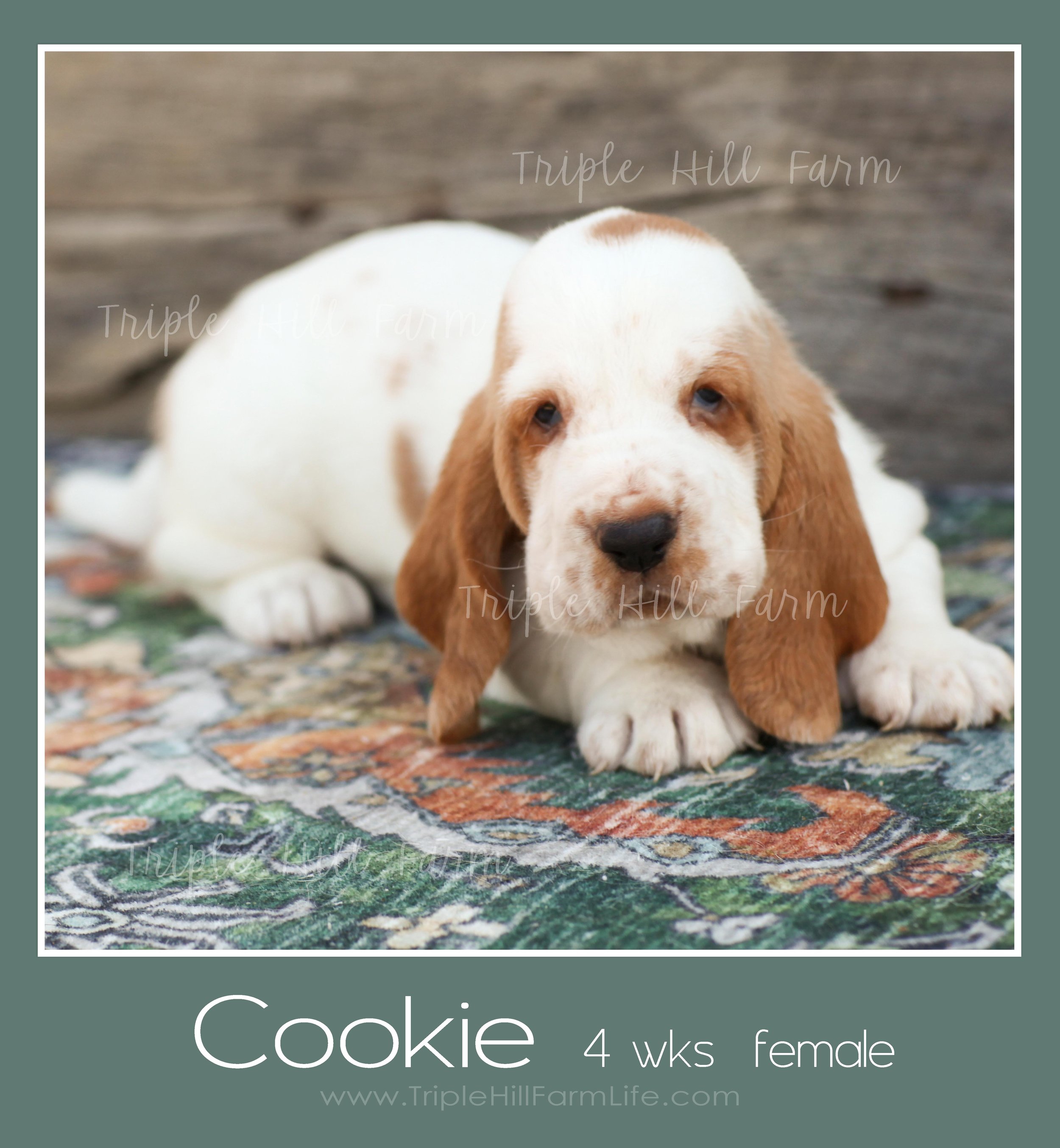 cookie 4.jpg