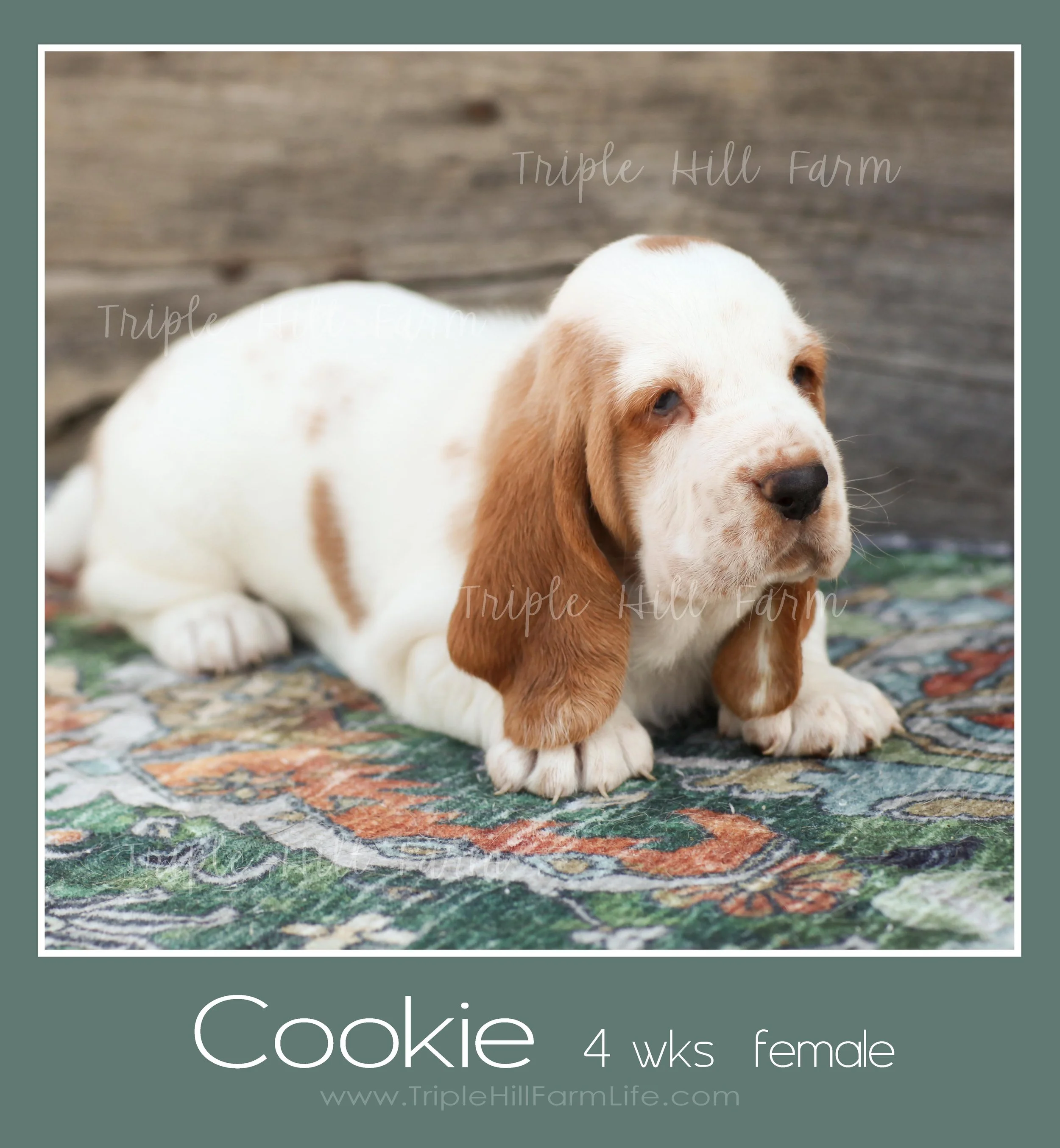 cookie 5.jpg