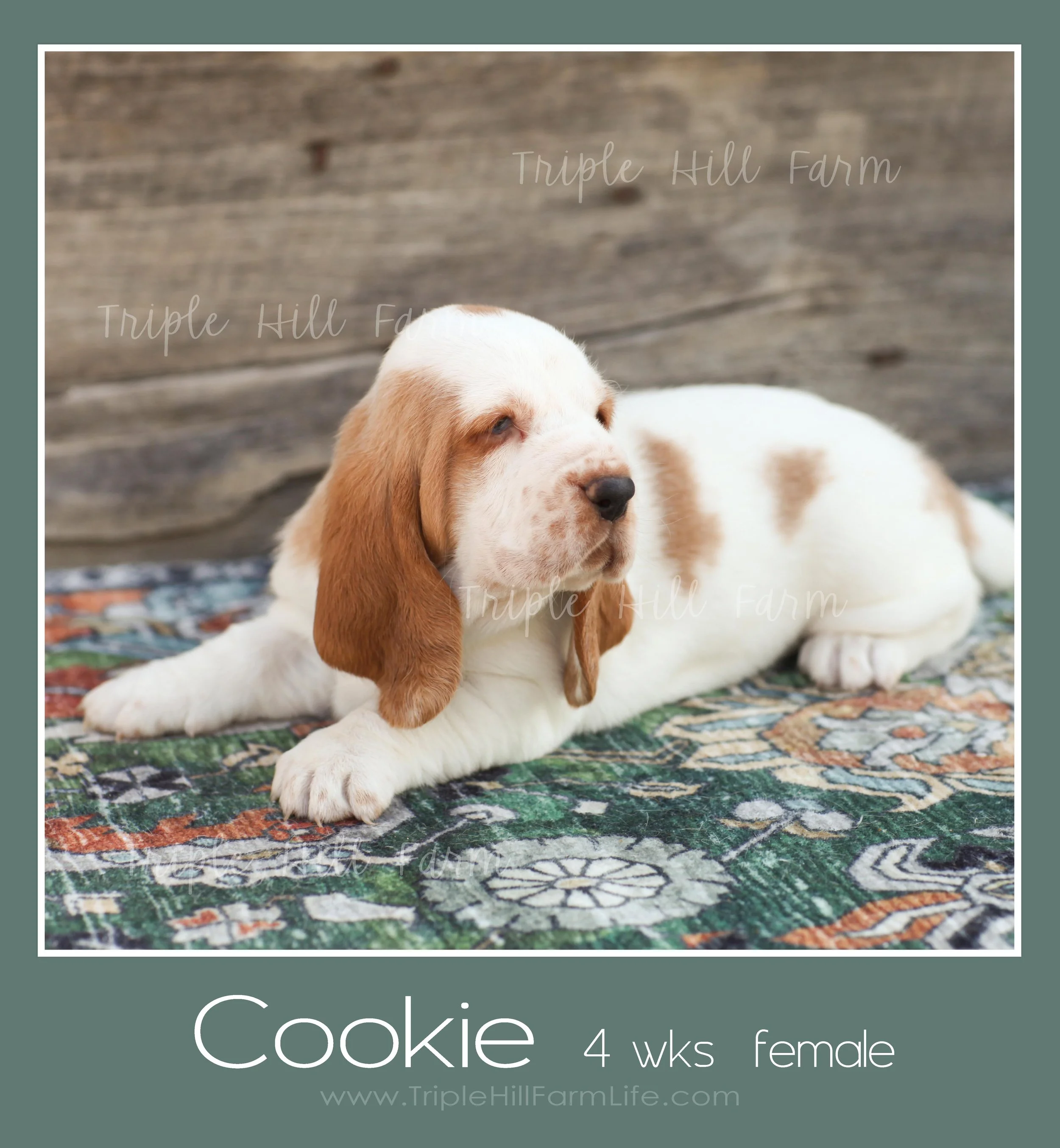 cookie 6.jpg