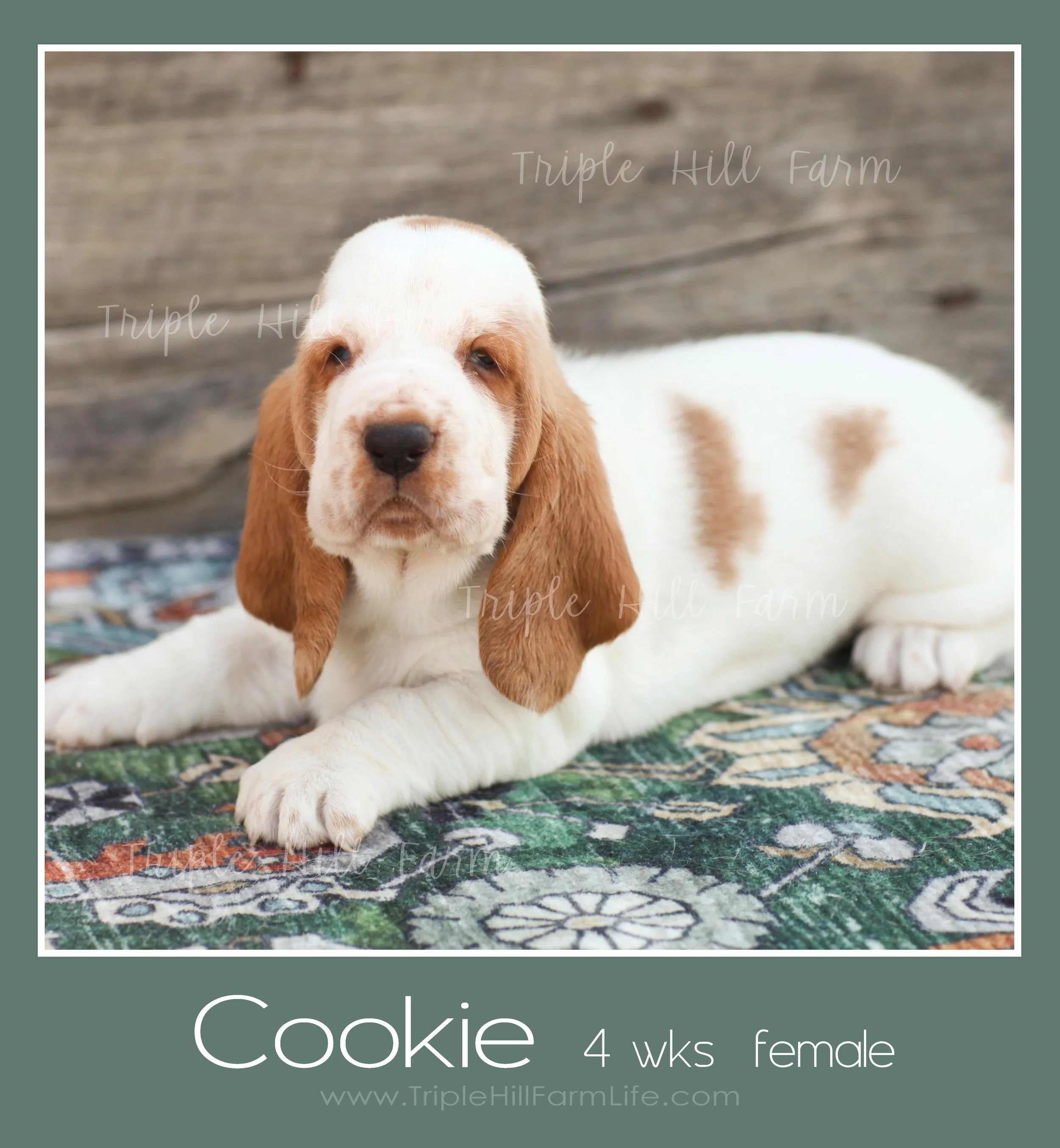 cookie 8.jpg
