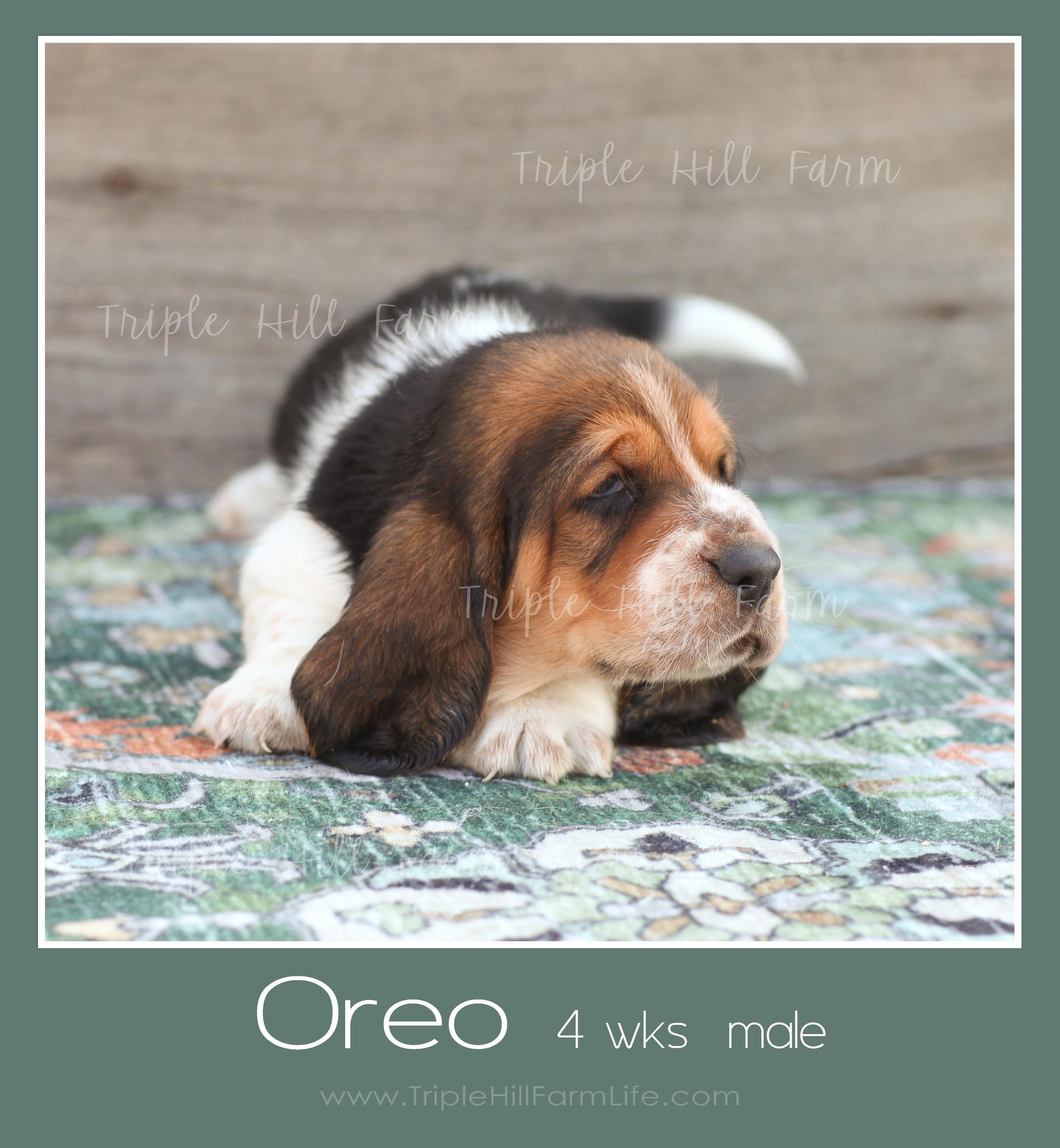 oreo 1.jpg