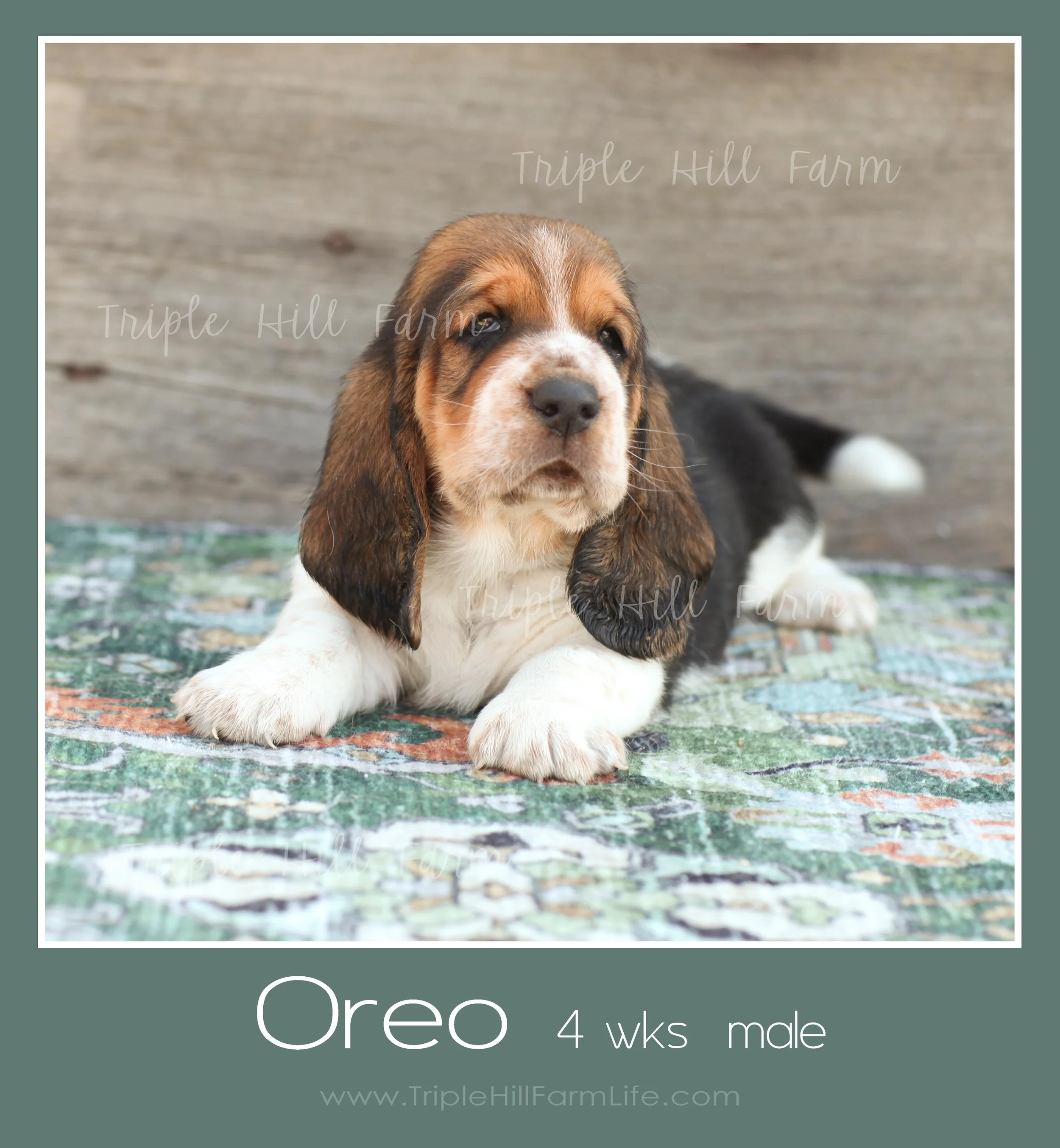 oreo 2.jpg