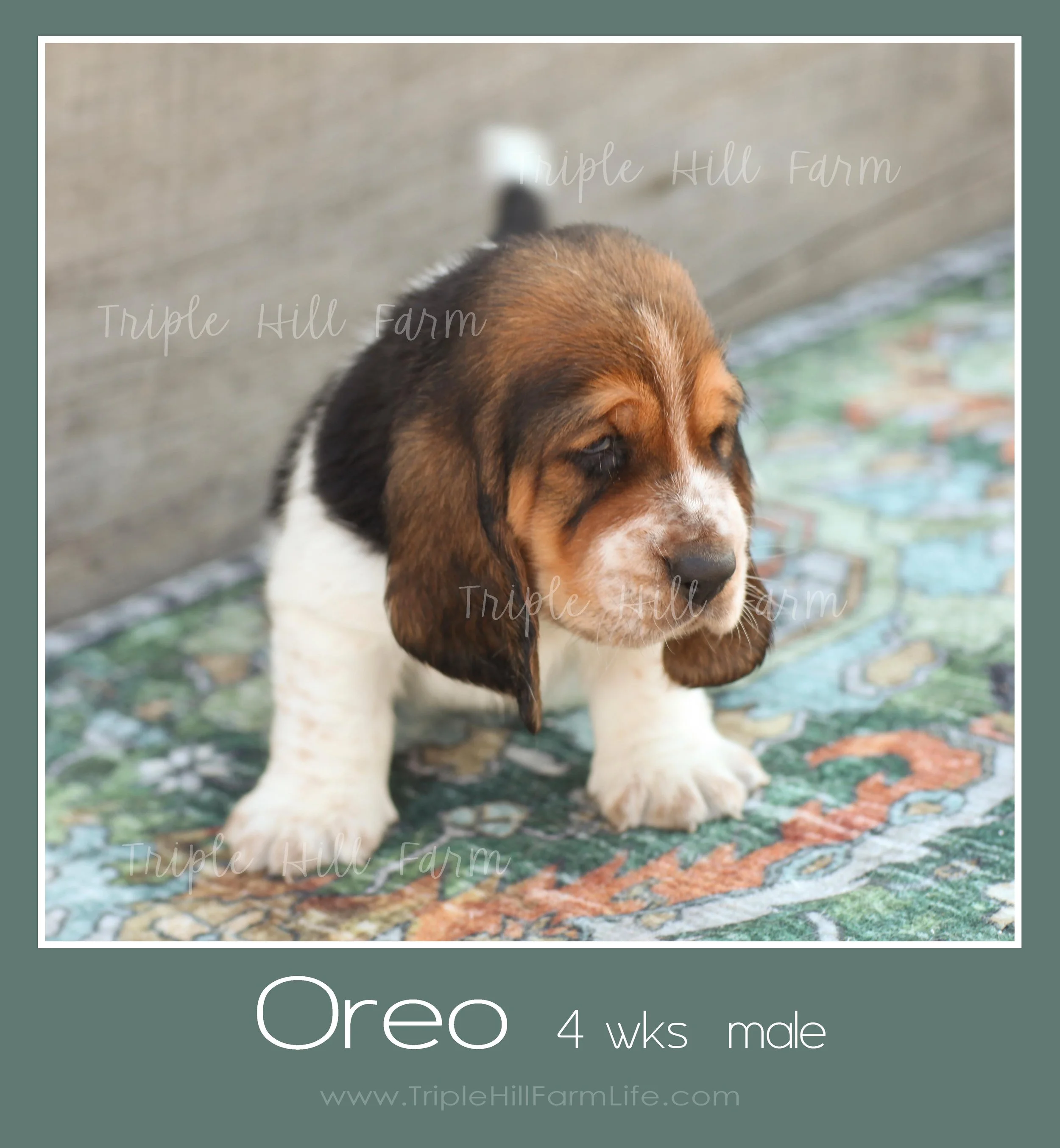 oreo 3.jpg