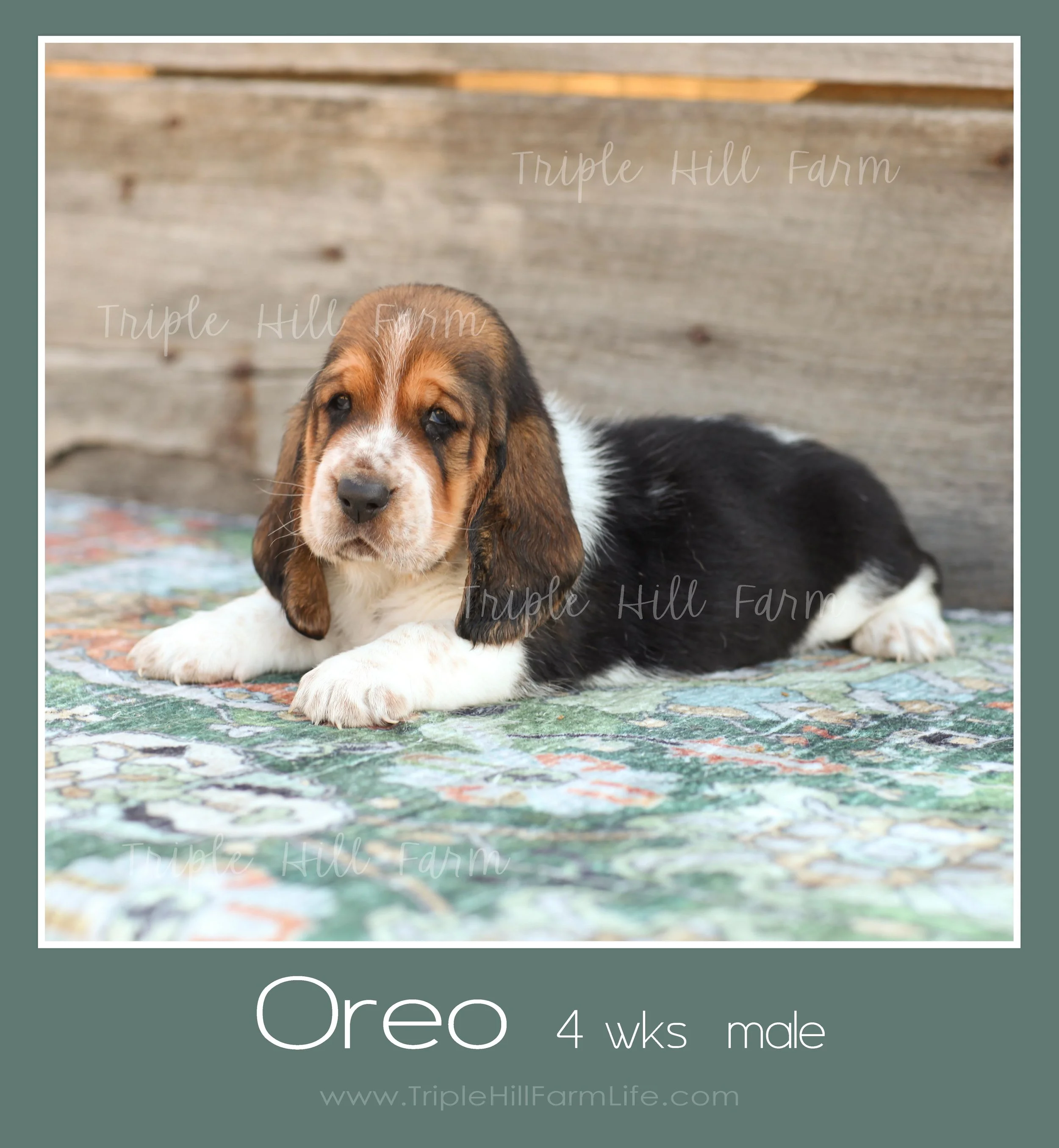 oreo 4.jpg