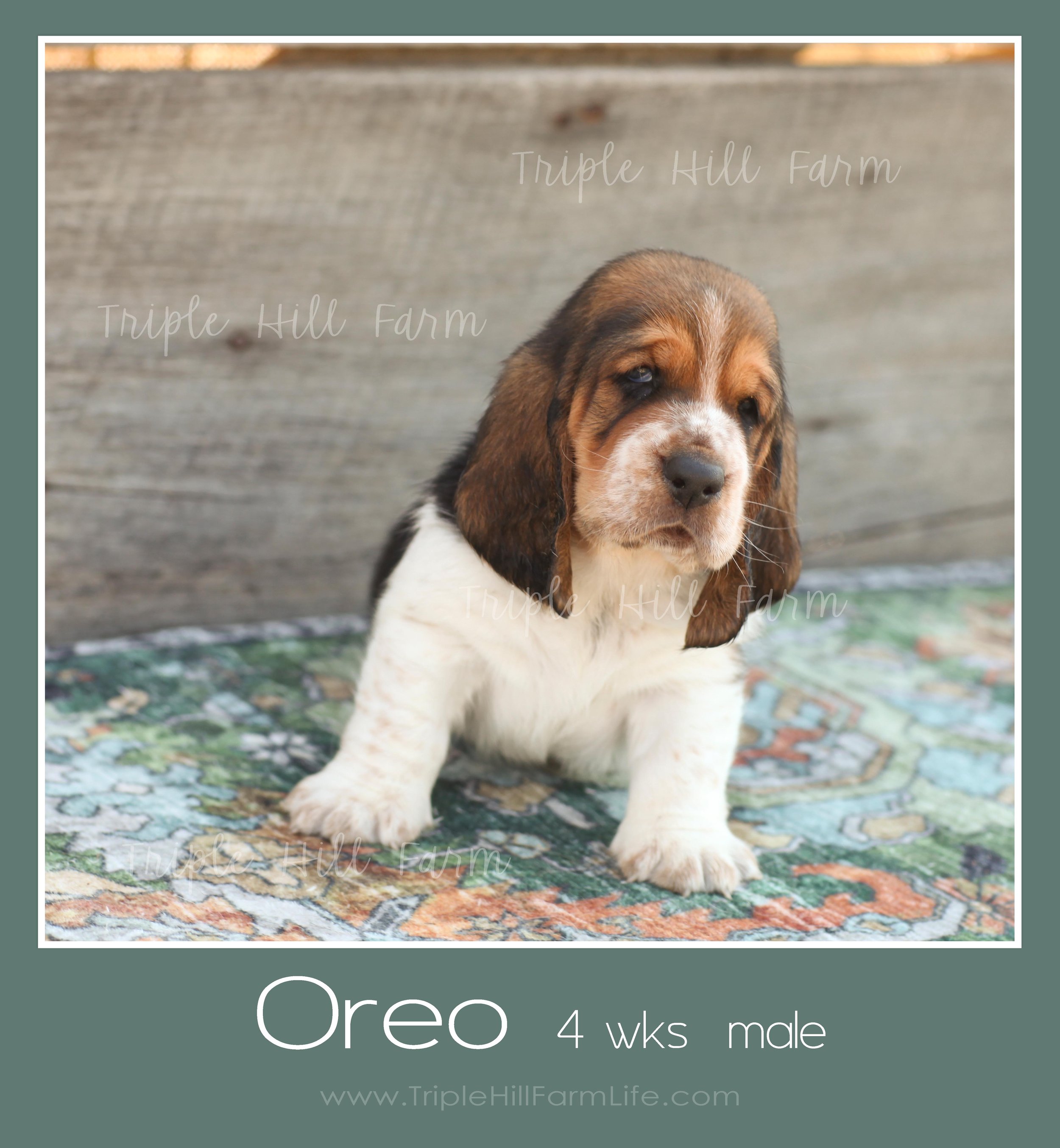 oreo 5.jpg