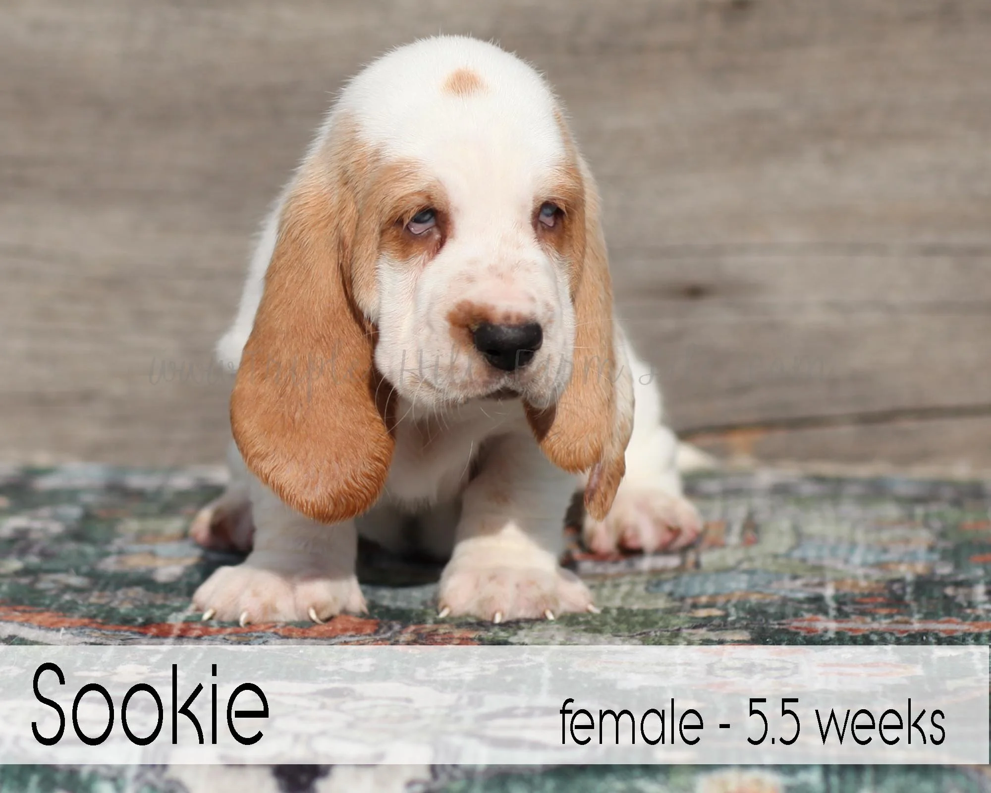sookie 3.jpg