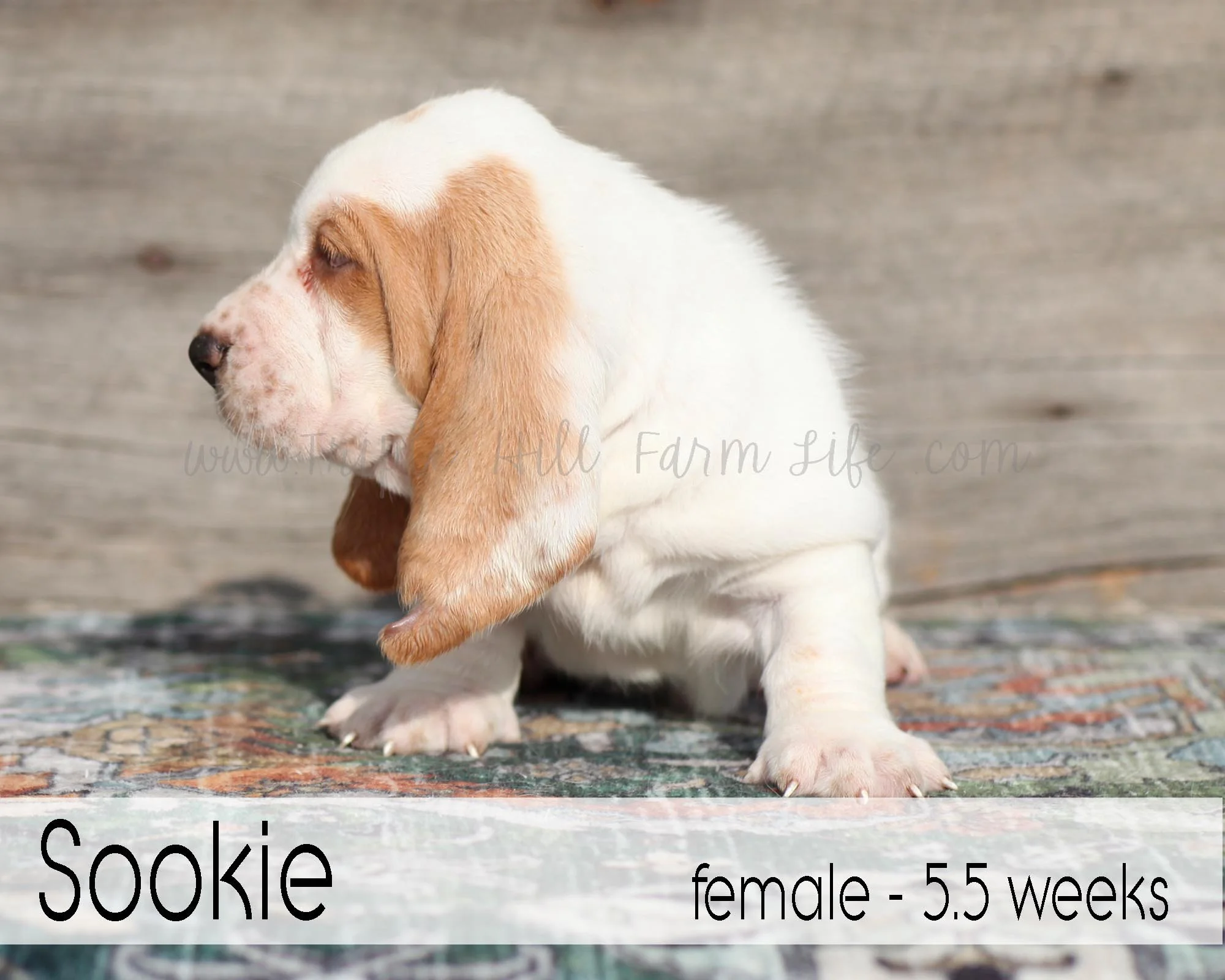 sookie 5.jpg