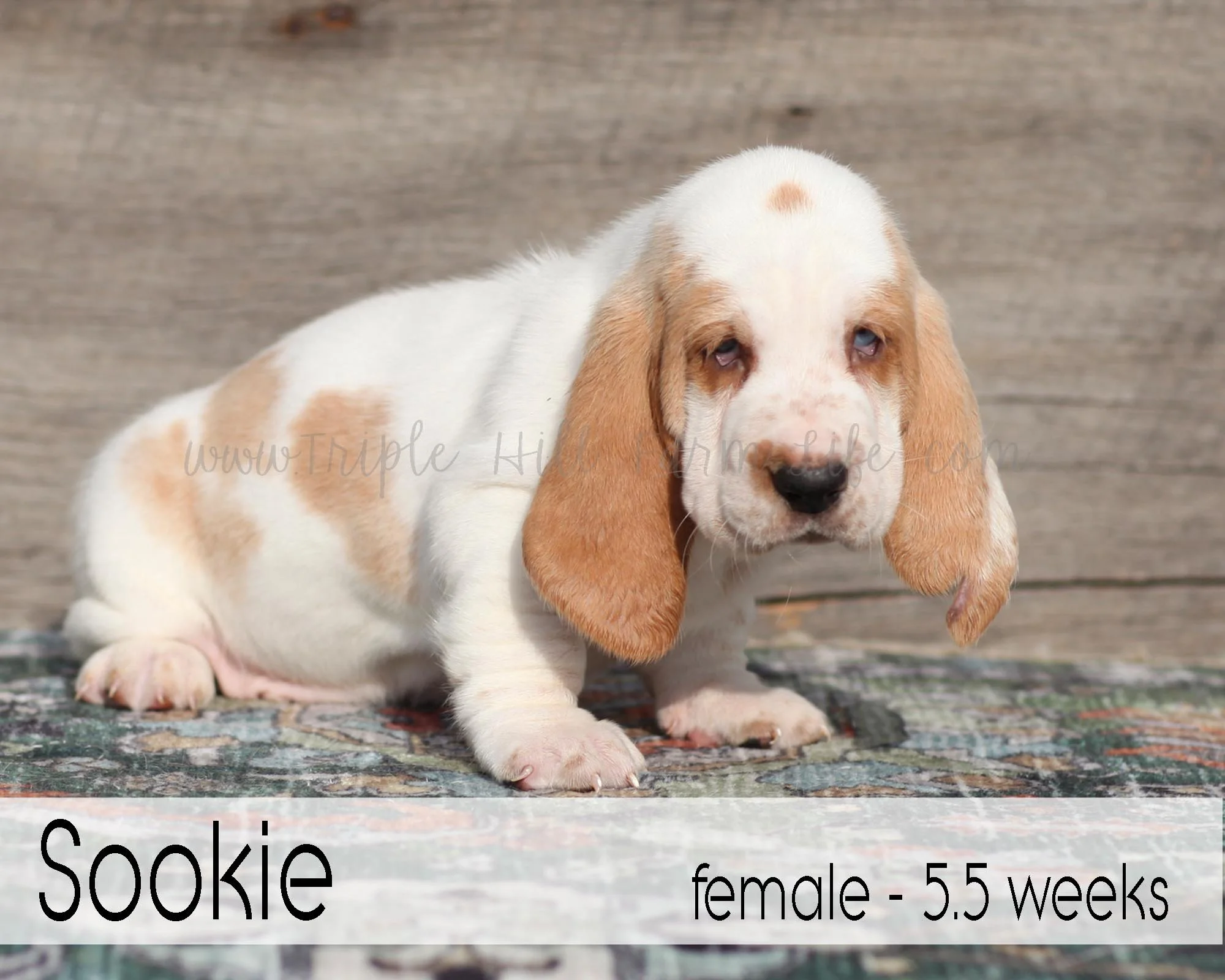 sookie 6.jpg