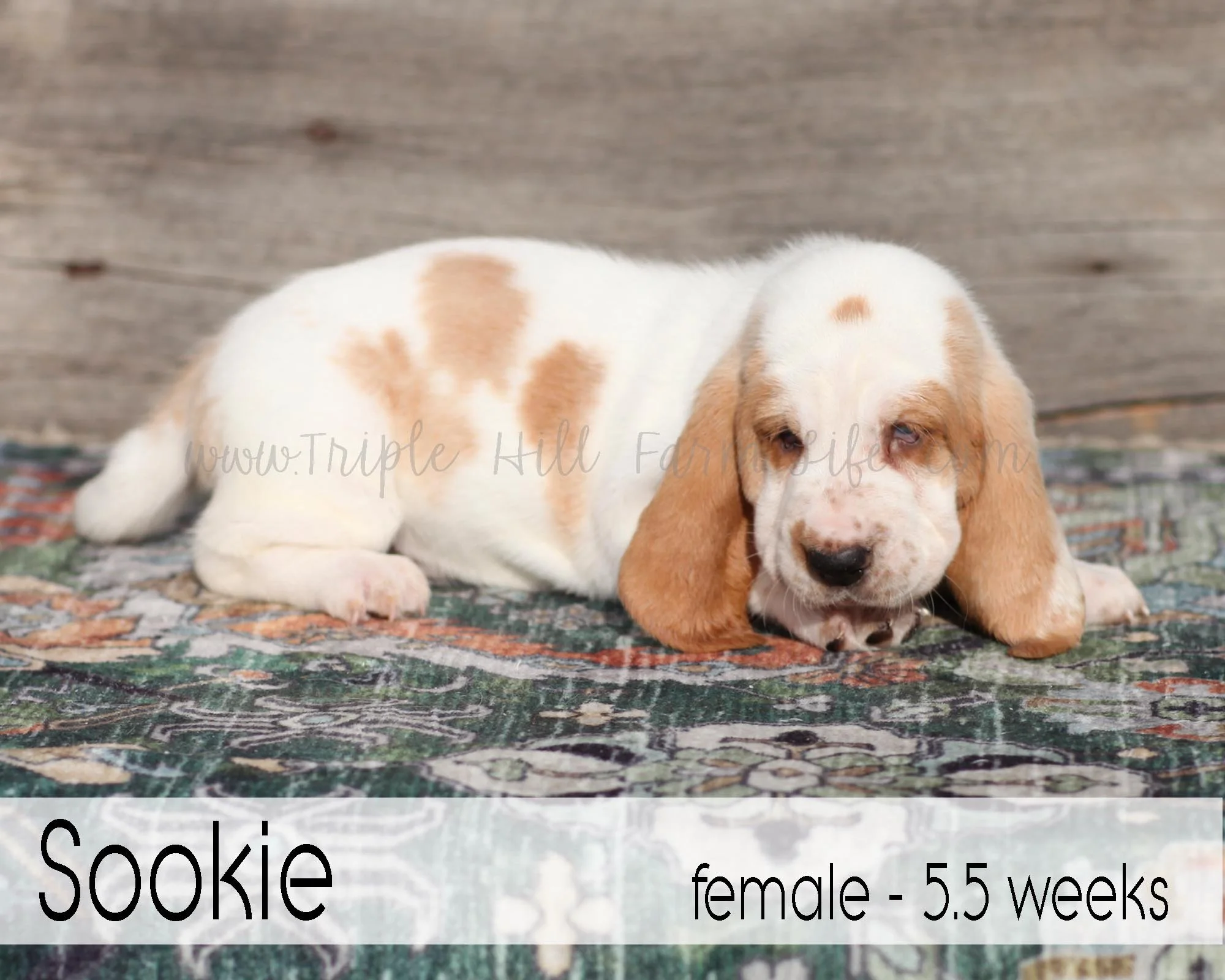 sookie 2.jpg