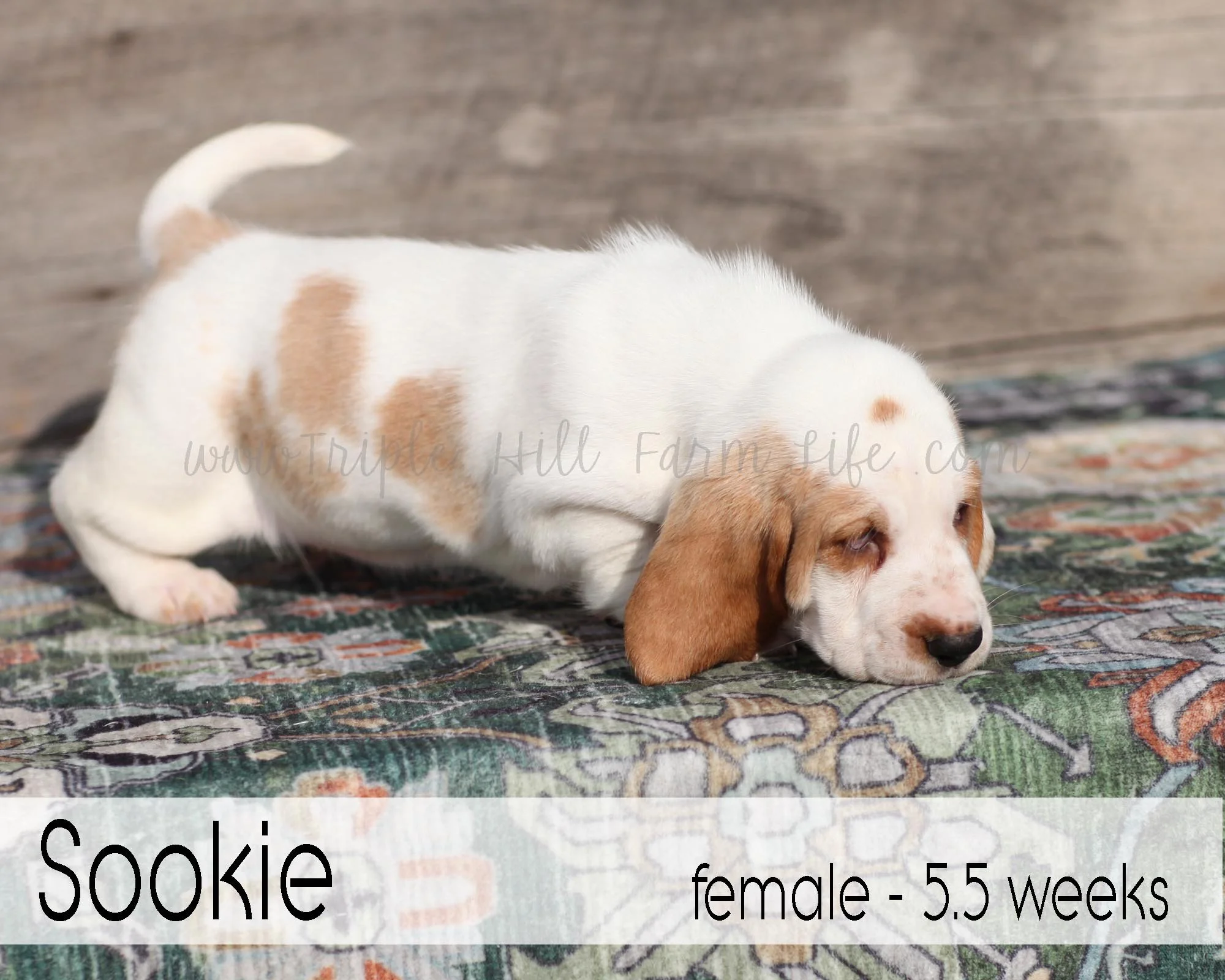 sookie 1.jpg