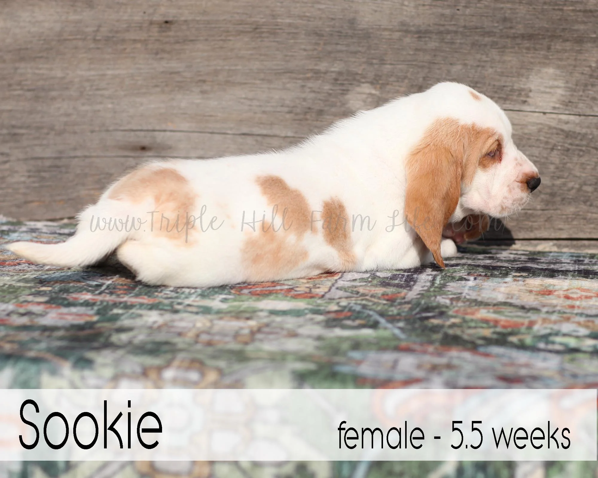sookie 4.jpg