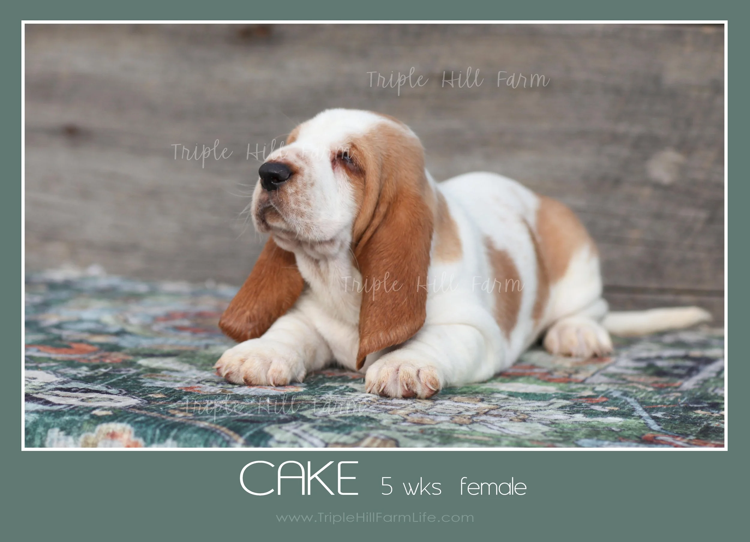 cake 3.jpg
