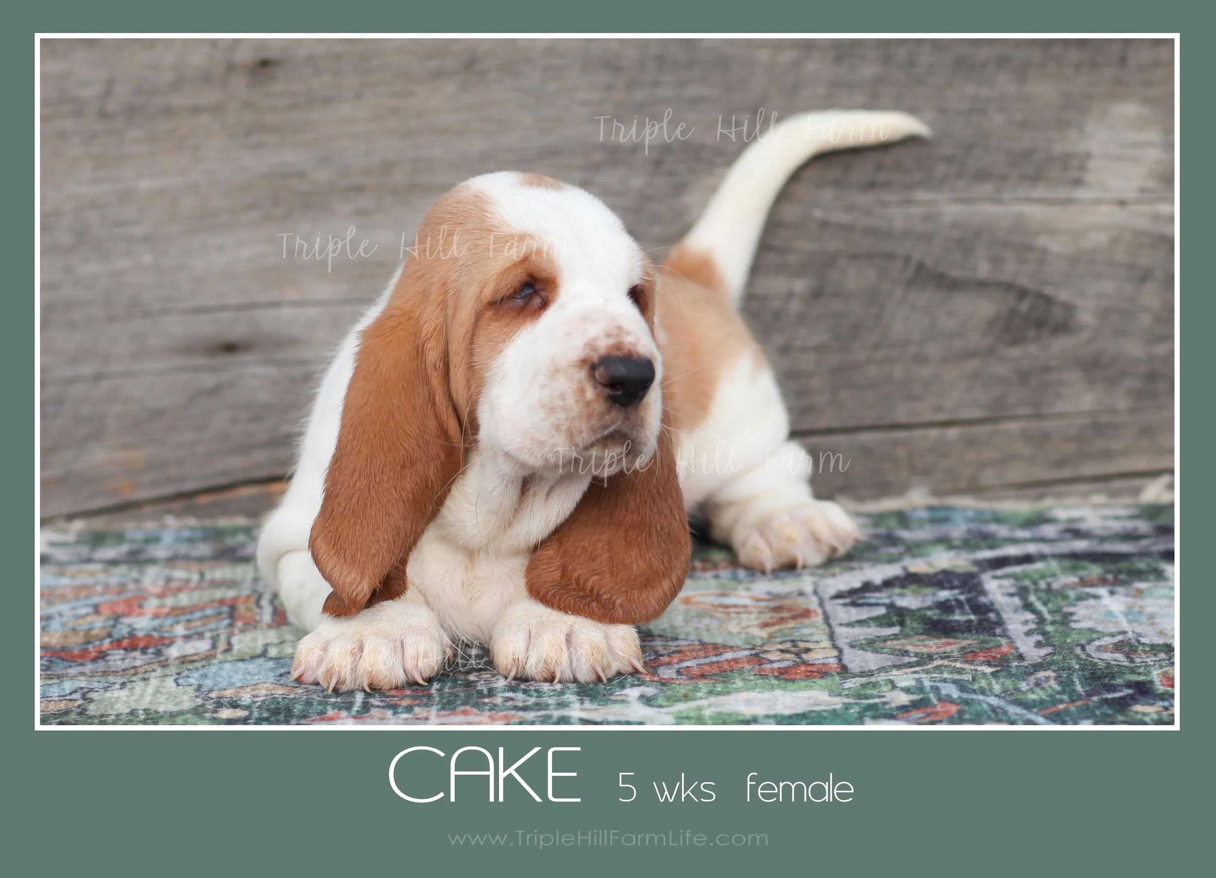 cake 2.jpg