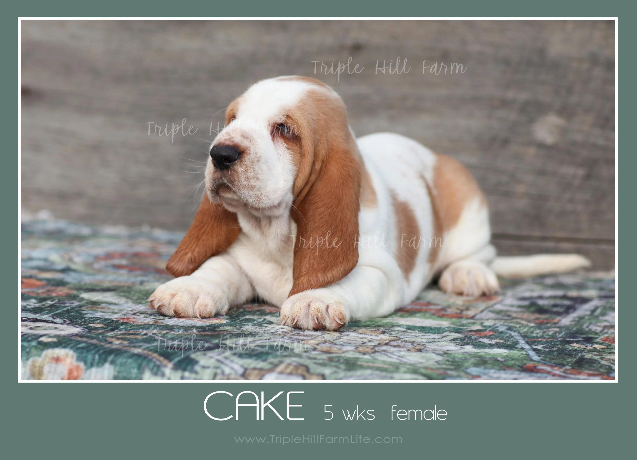 cake 4.jpg