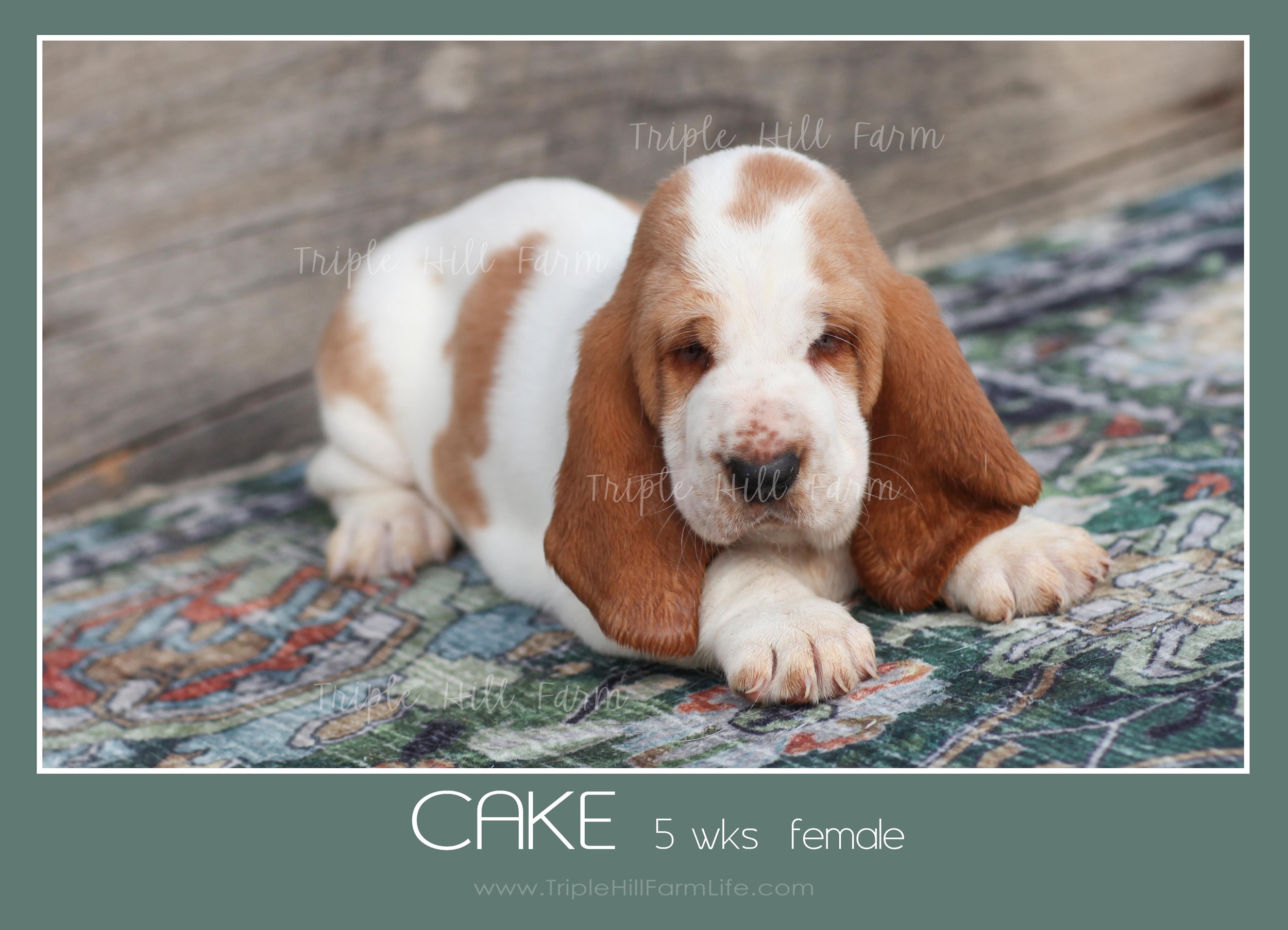 cake 5.jpg