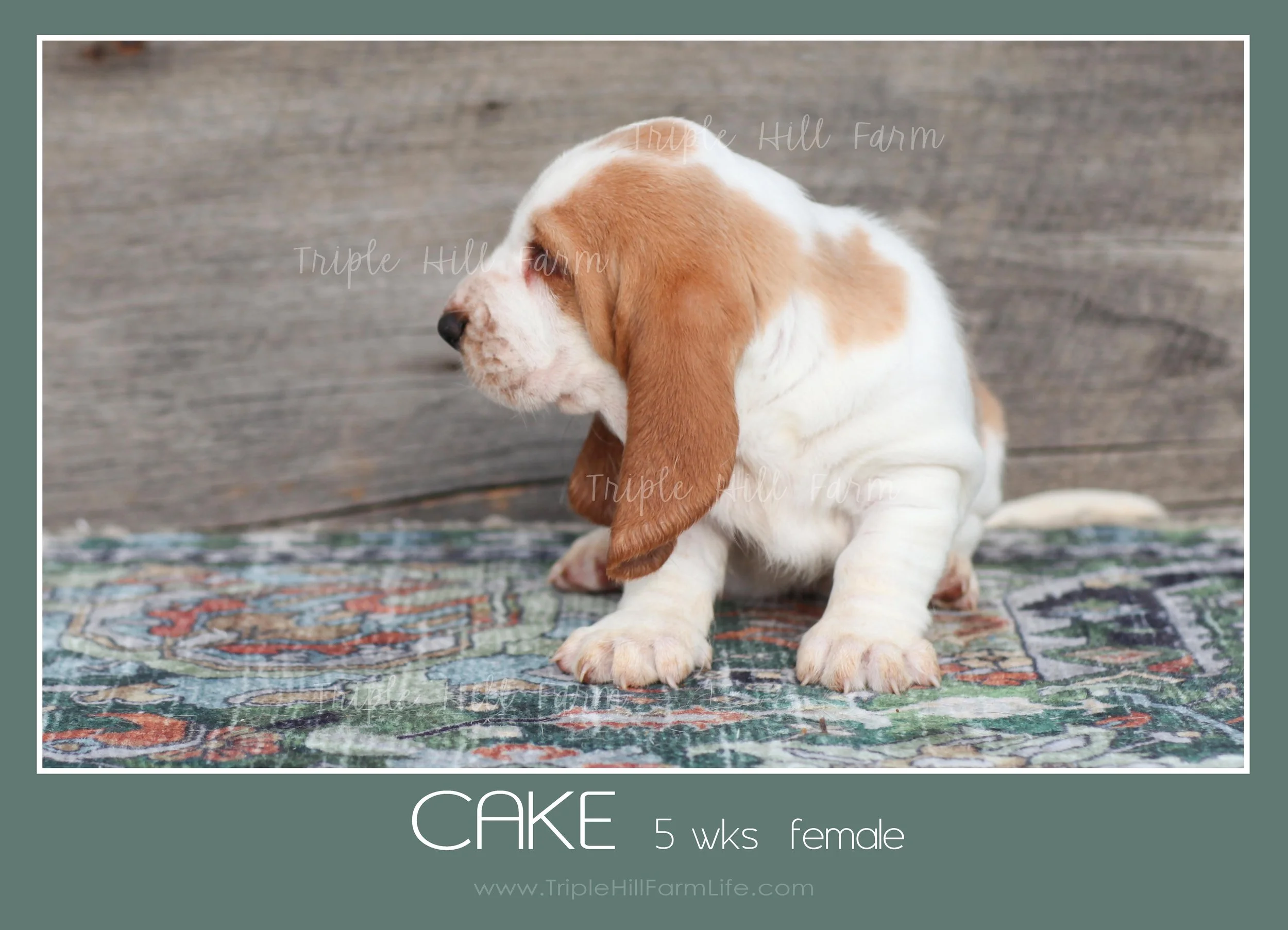 cake 6.jpg