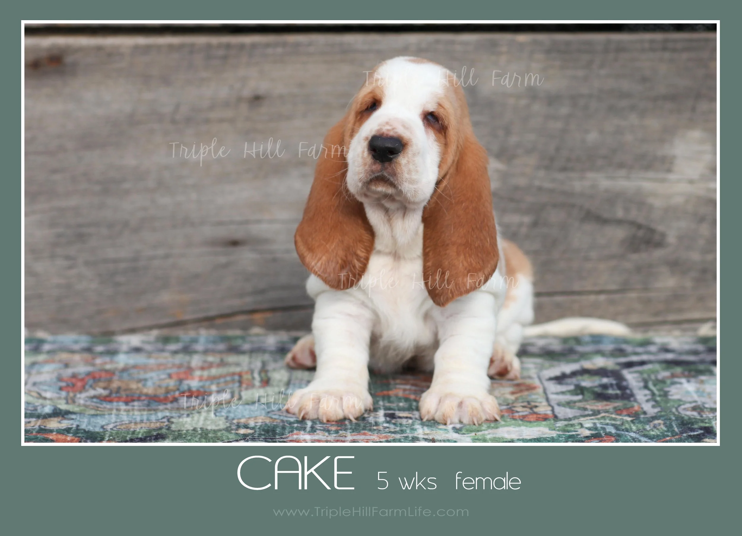 cake 7.jpg