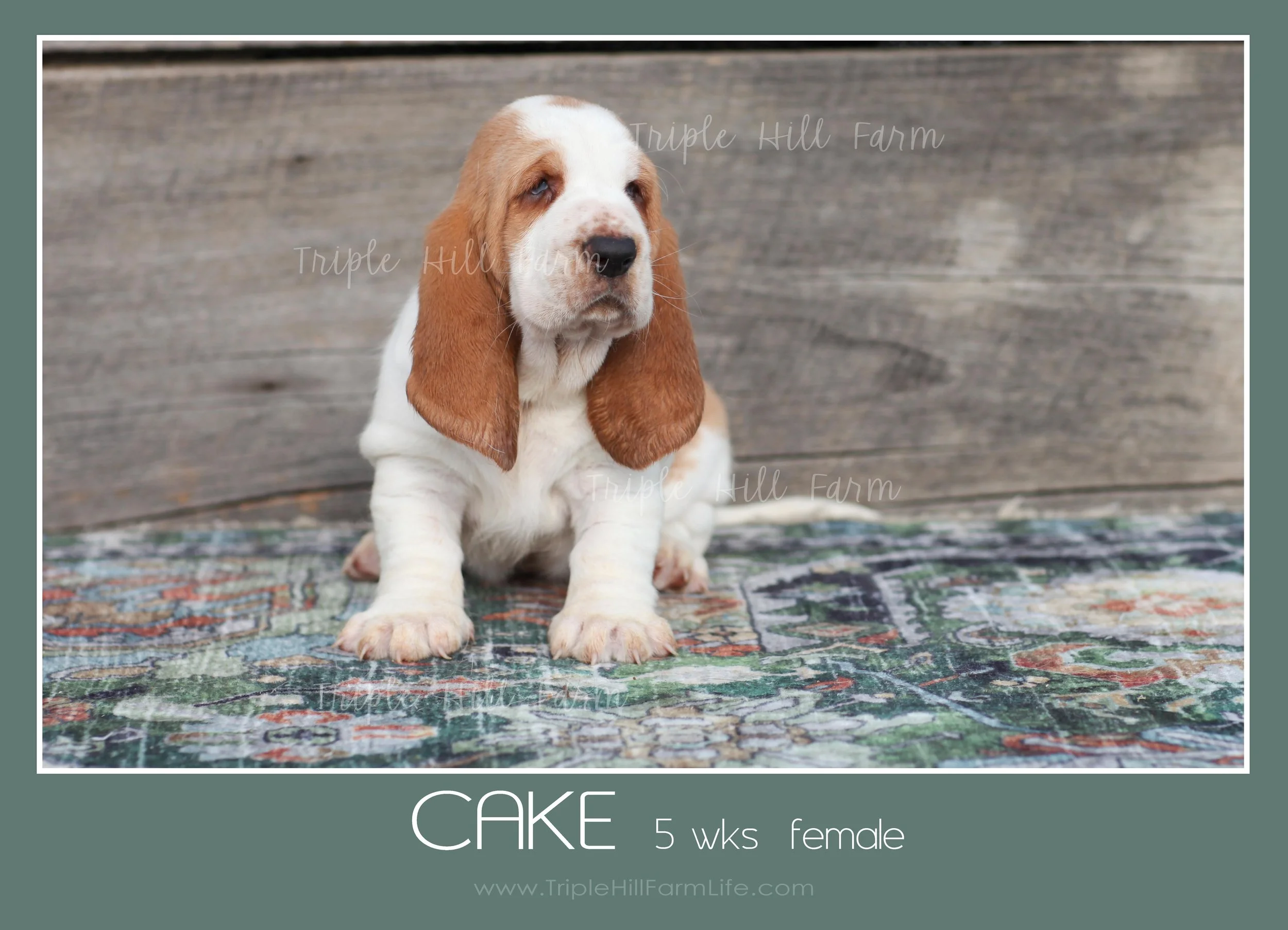 cake 8.jpg